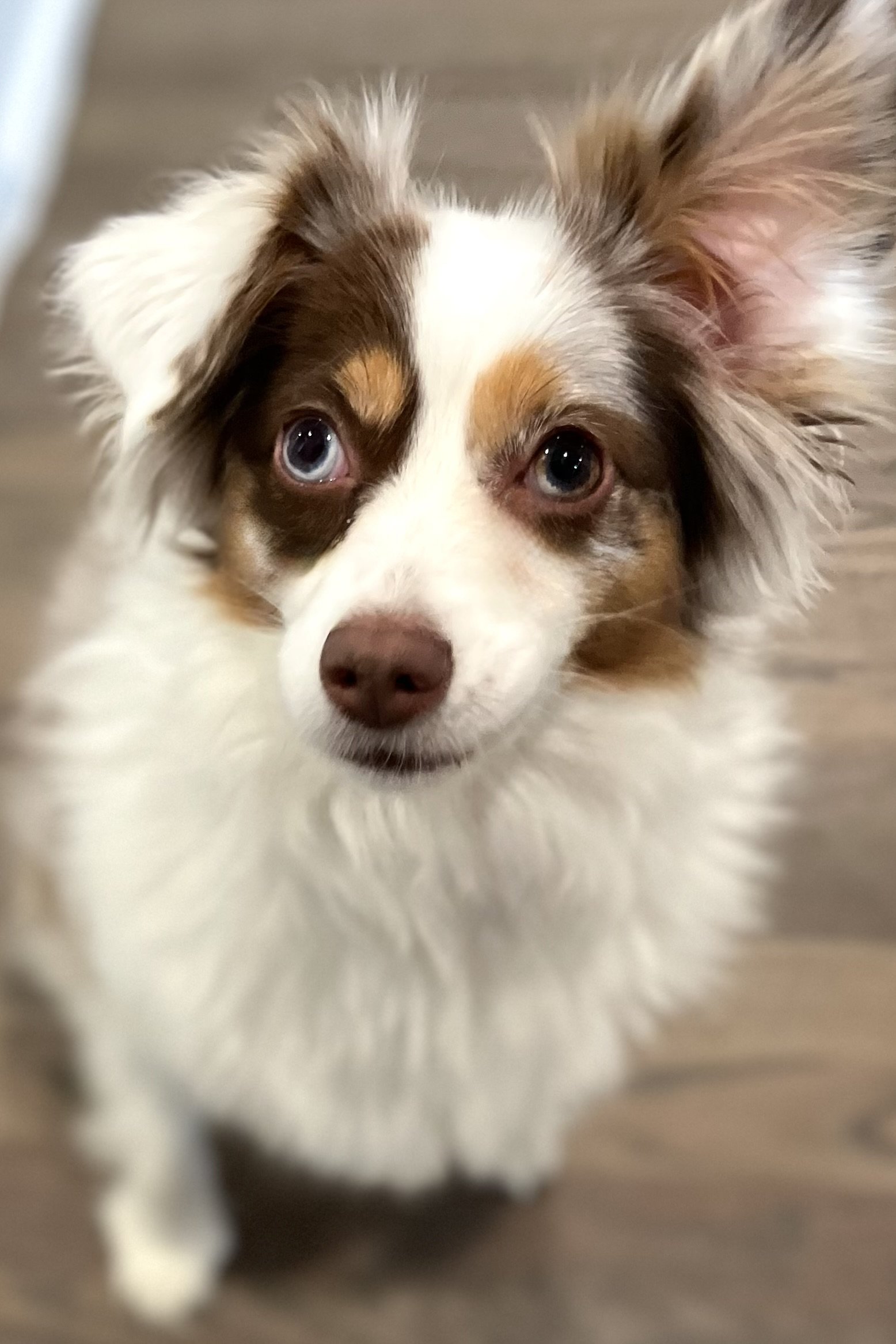 Why Dogs Struggle to Settle in Hotels (And Other New Places While Traveling)