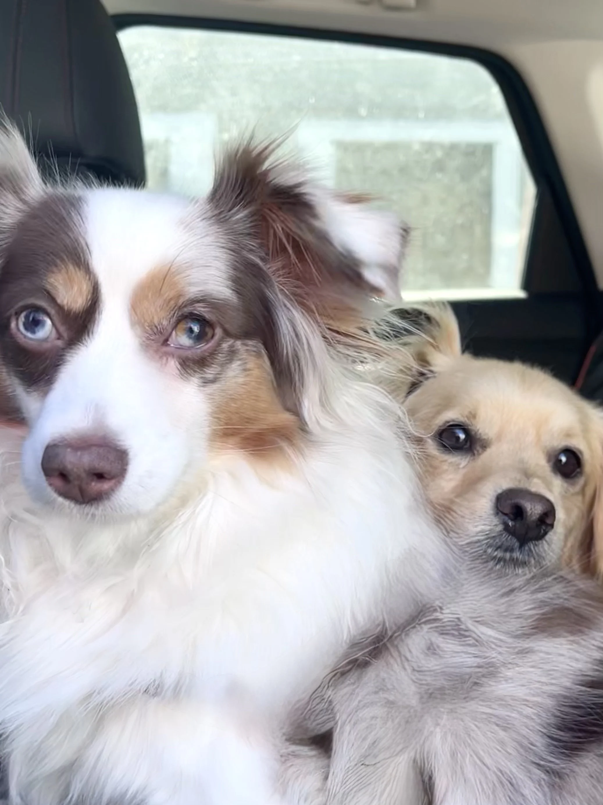 Traveling Calmly with Small Dogs: The Decisions That Matter Most