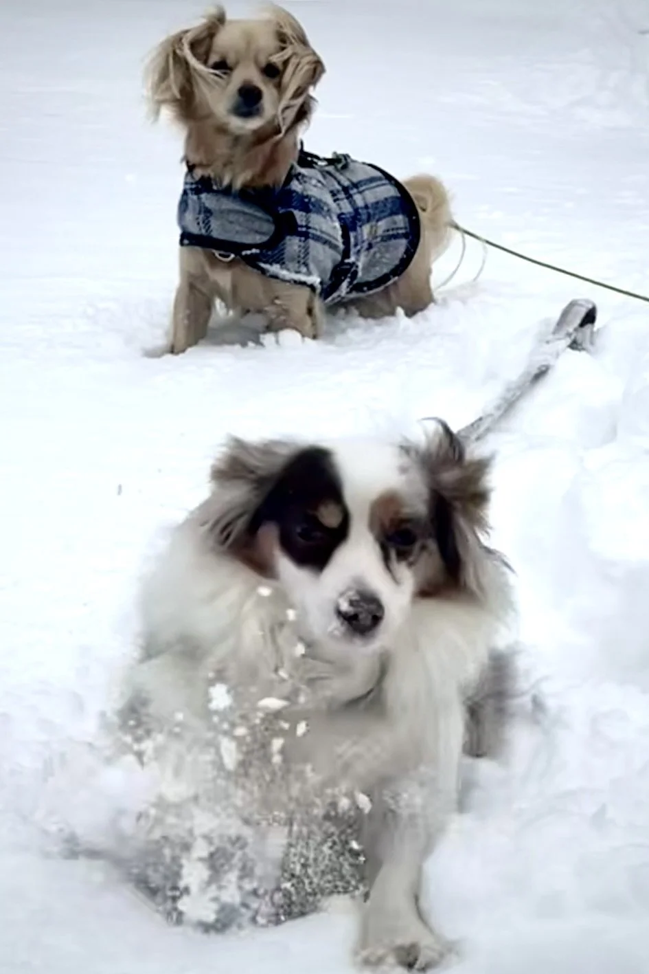 Is It Safe to Travel With a Dog During a Winter Storm?