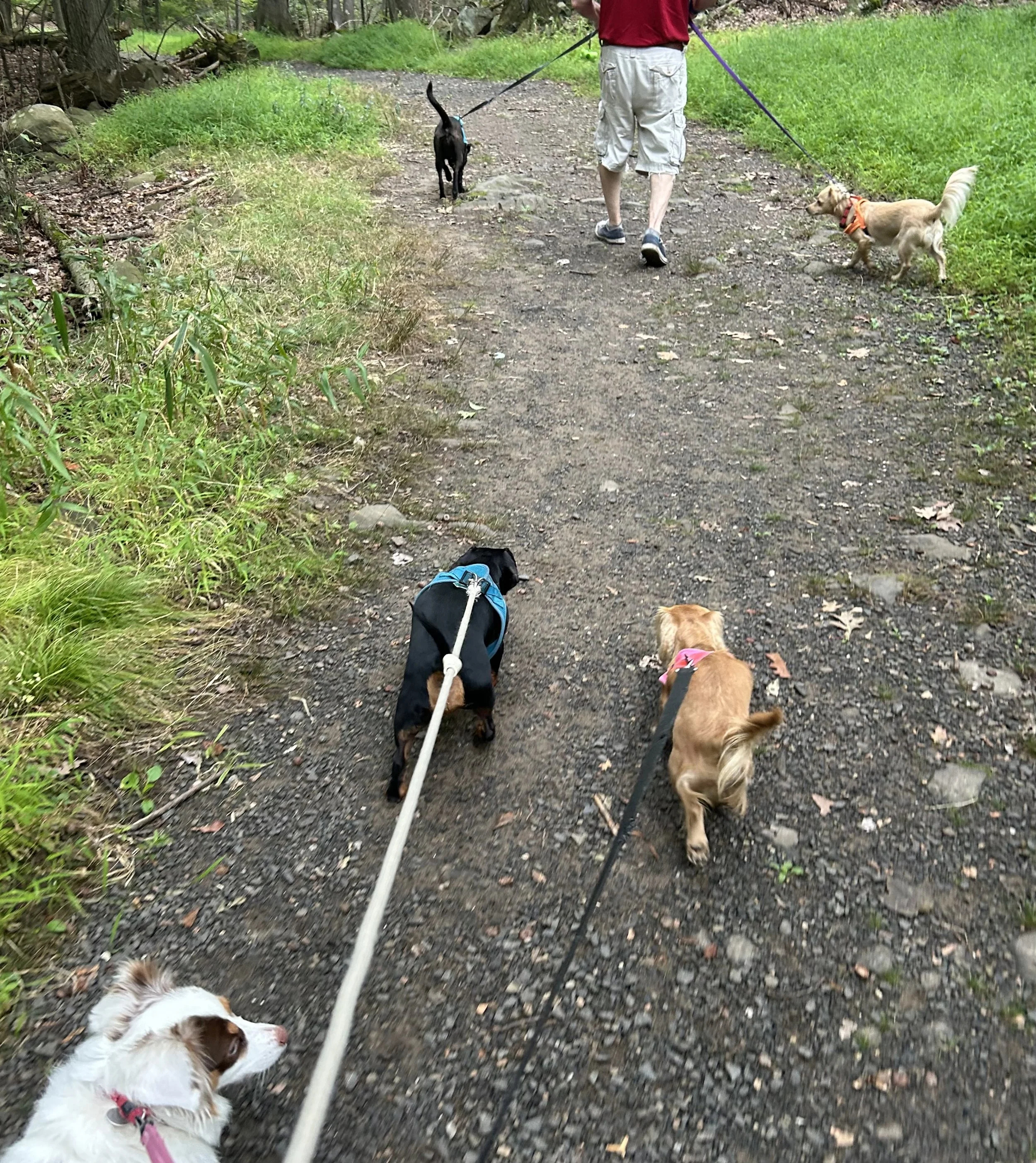 Scenic, Easy Dog Walks in Old Town Alexandria and Nearby Virginia