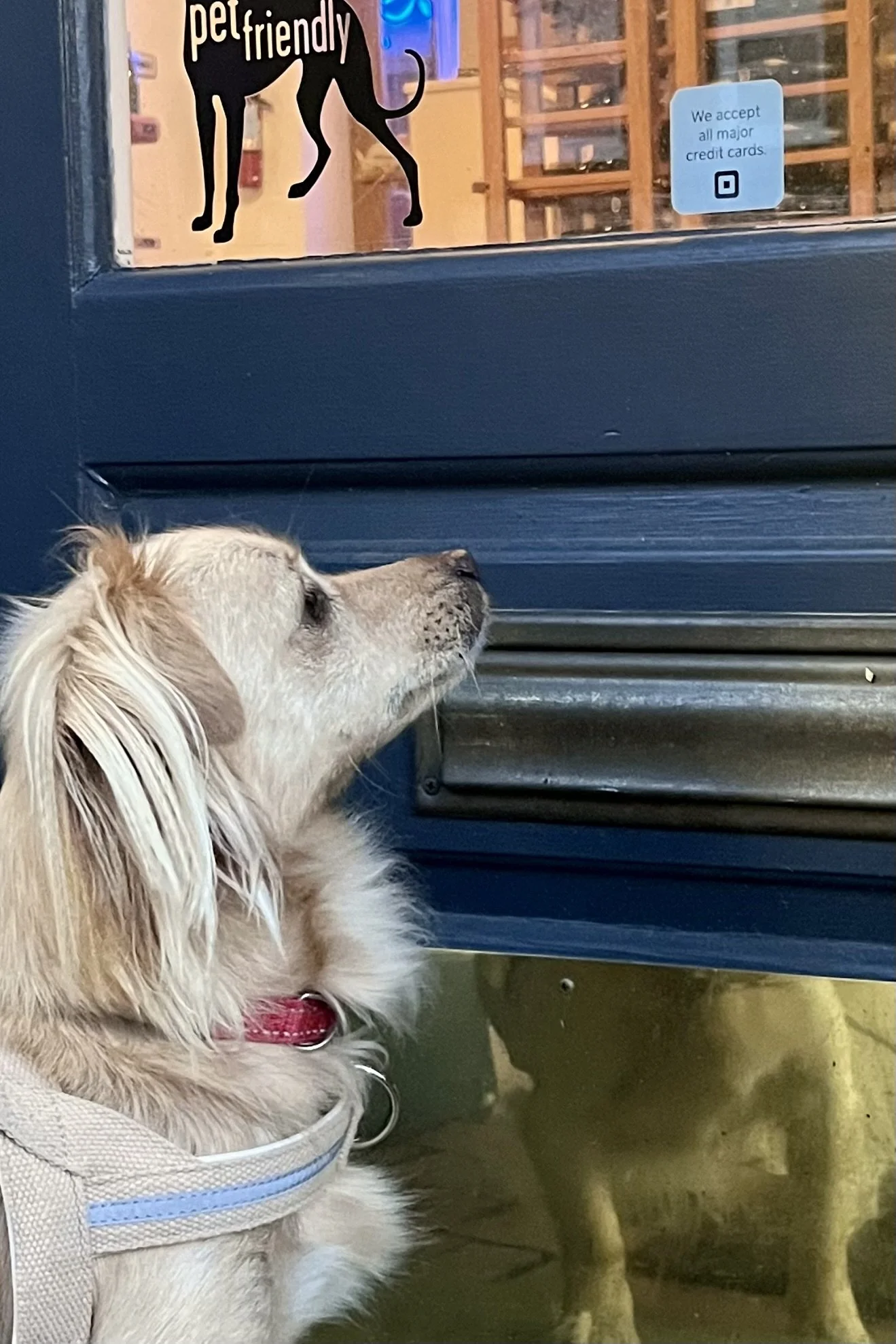 Is Old Town Alexandria Dog Friendly for Small Dogs? A Local Comfort Breakdown