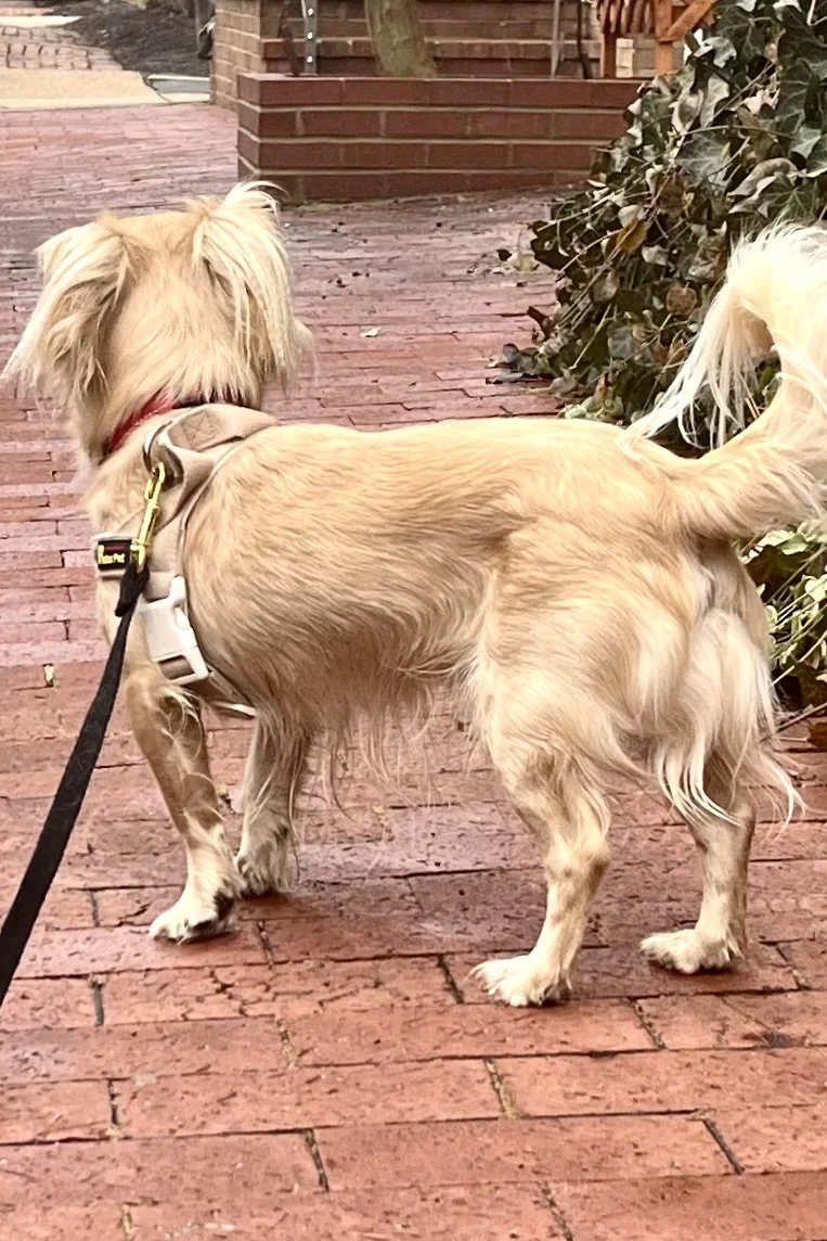 How to Walk Old Town Alexandria With a Small Dog (Without Overwhelm)