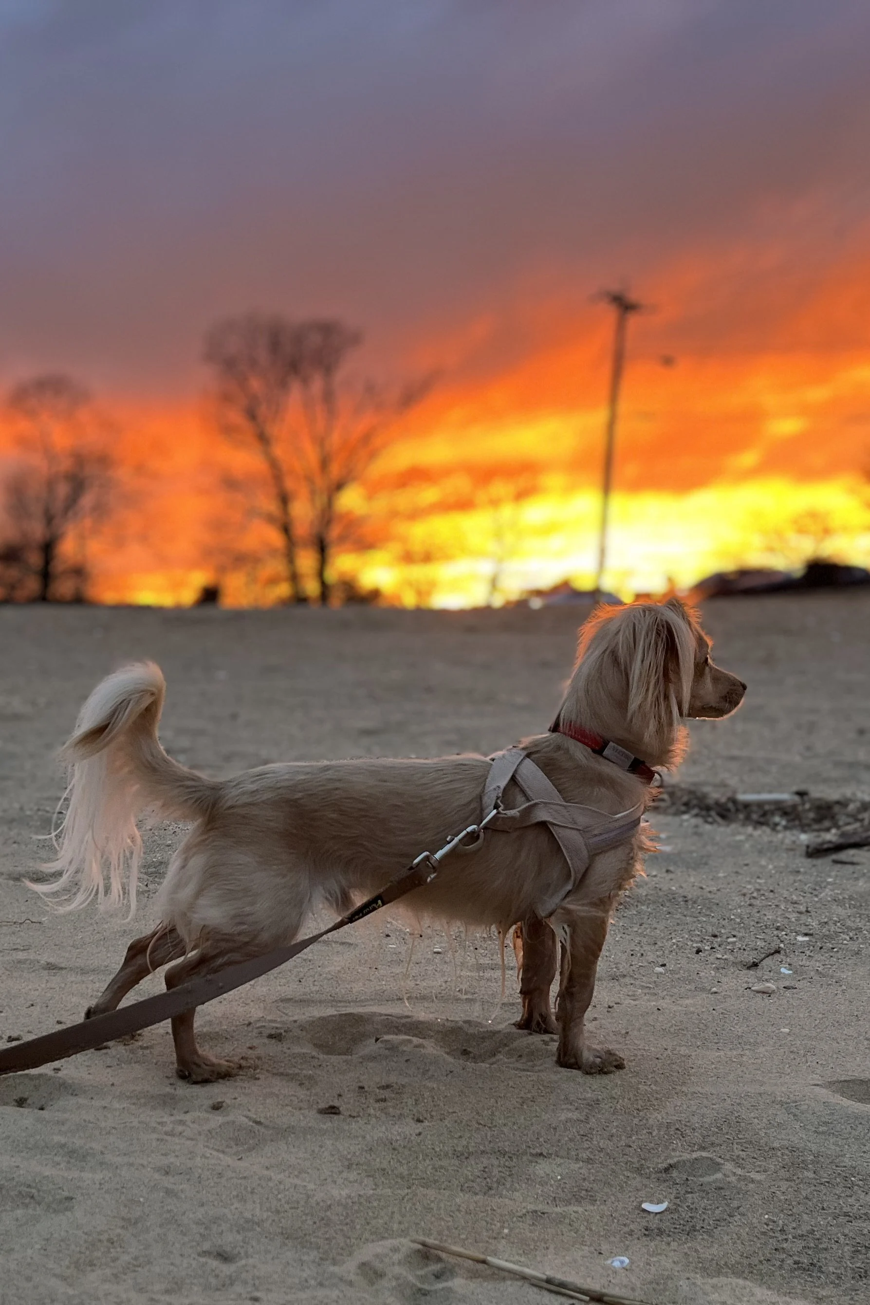 Is Colonial Beach Good for Small Dogs? A Comfort Breakdown