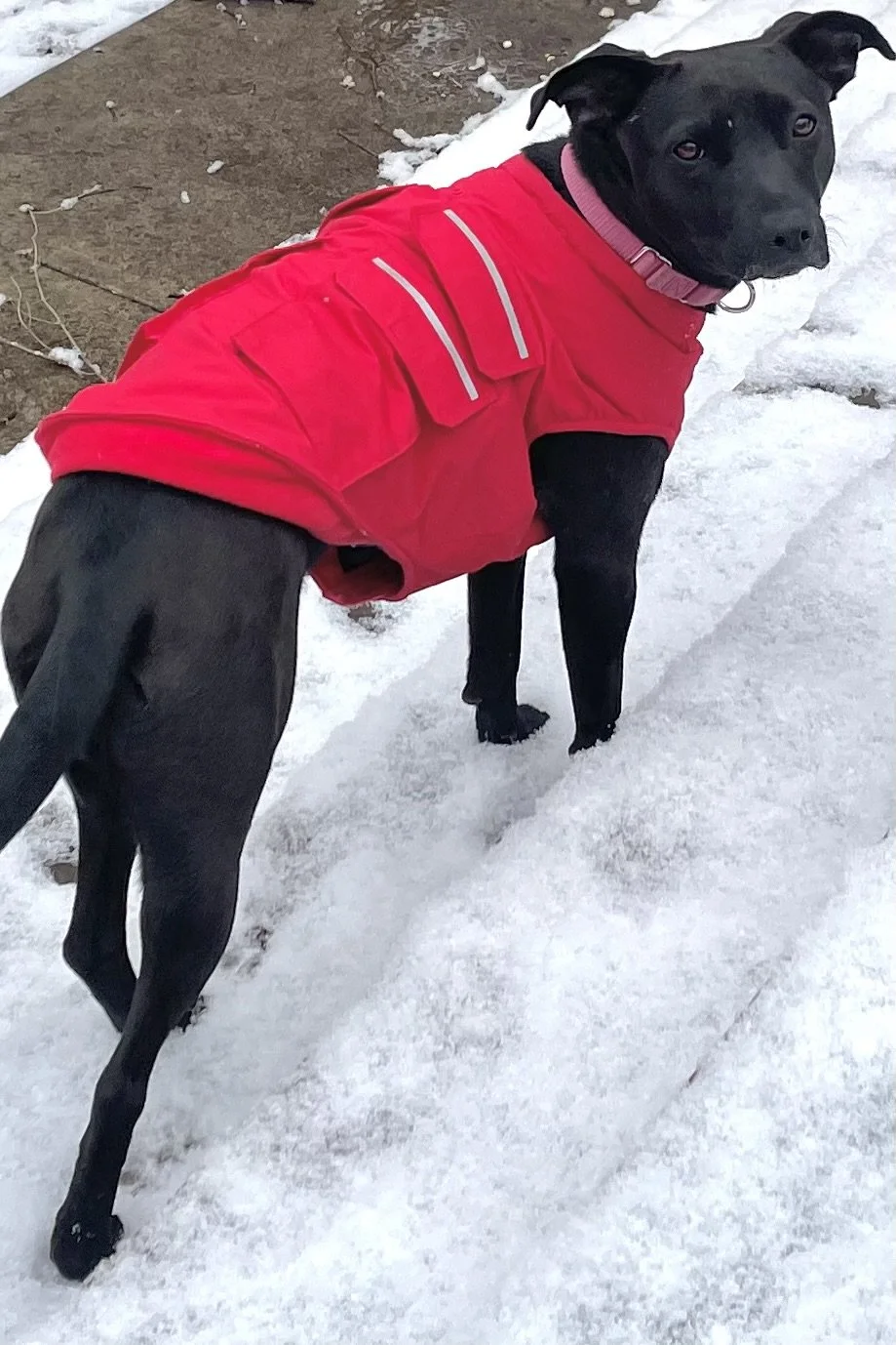 Dog Jackets: How to Choose the Right Fit for Comfort and Warmth