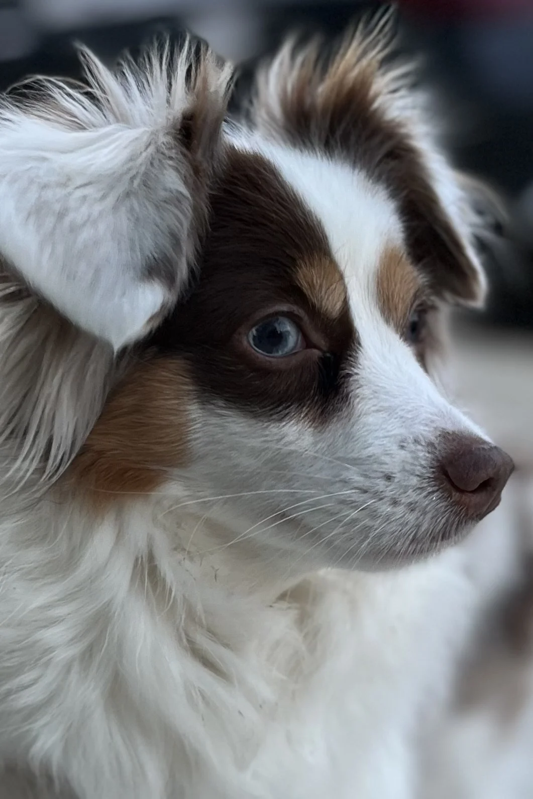 How to Help a Dog Who Freezes During Walks