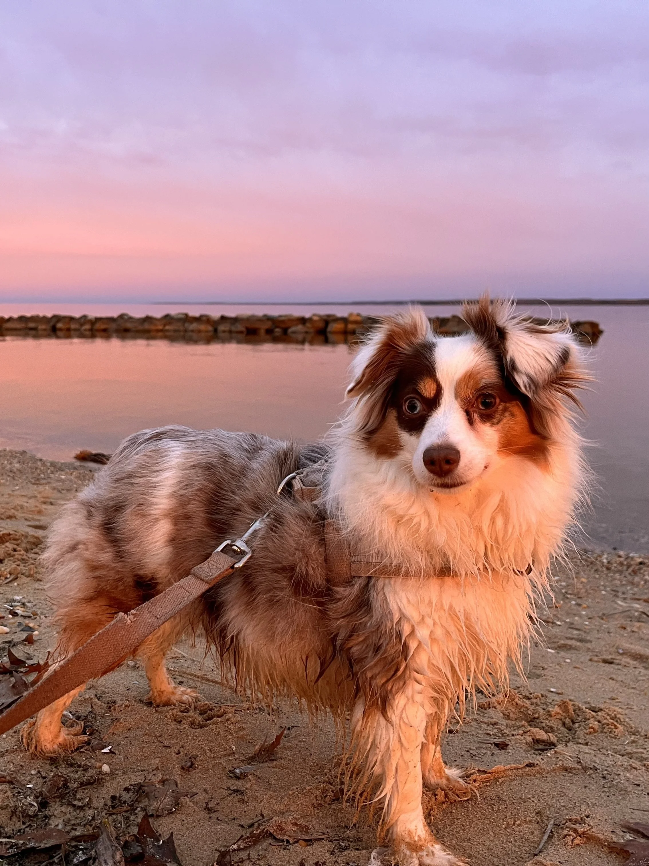 8 Dog-Friendly Weekend Trips Near Washington DC and Alexandria