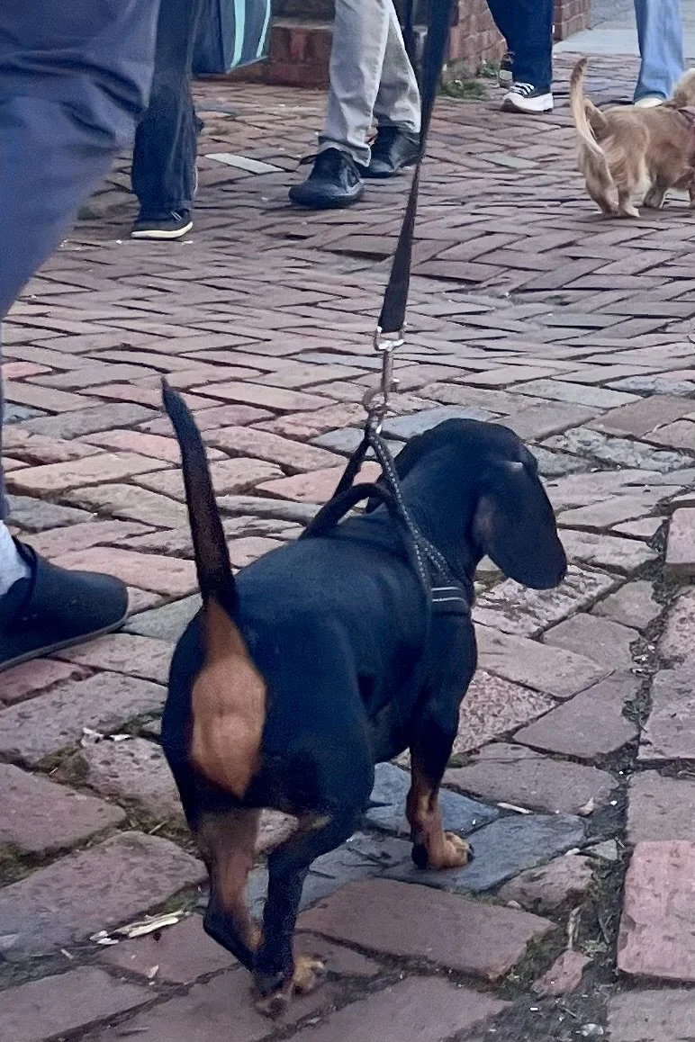 Why Small Dogs Struggle on Busy Sidewalks