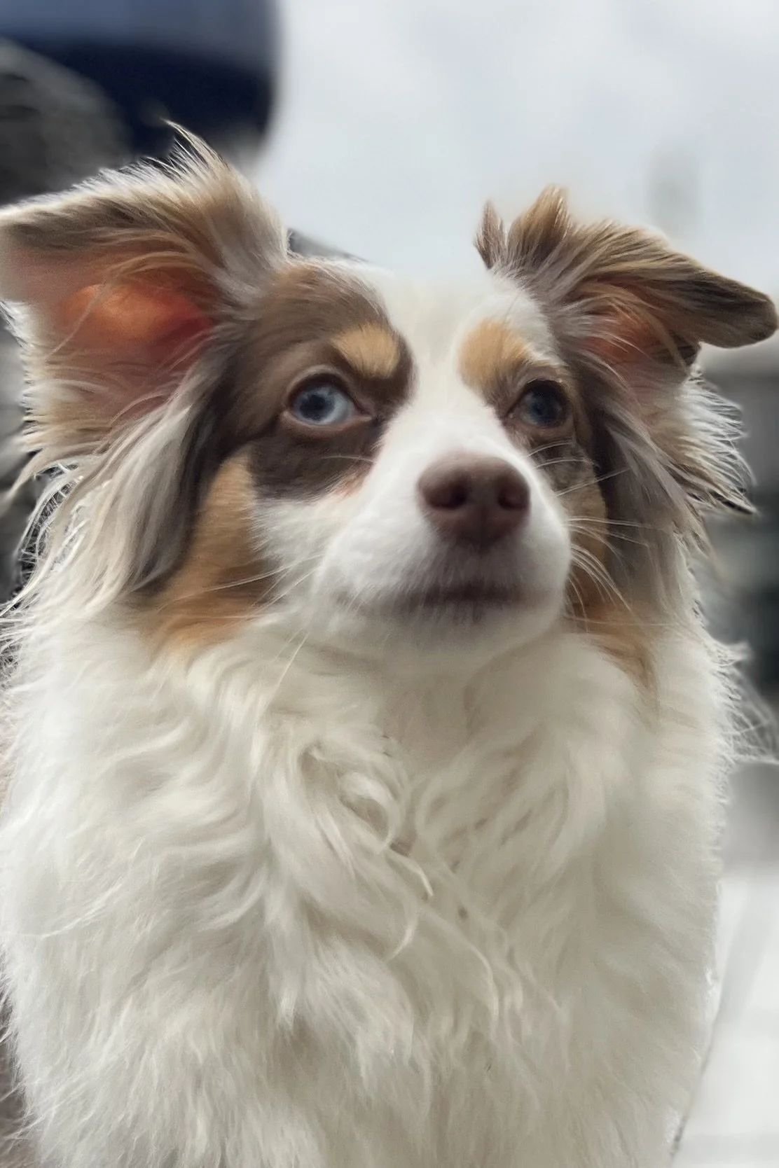 Why Dogs Struggle During Travel