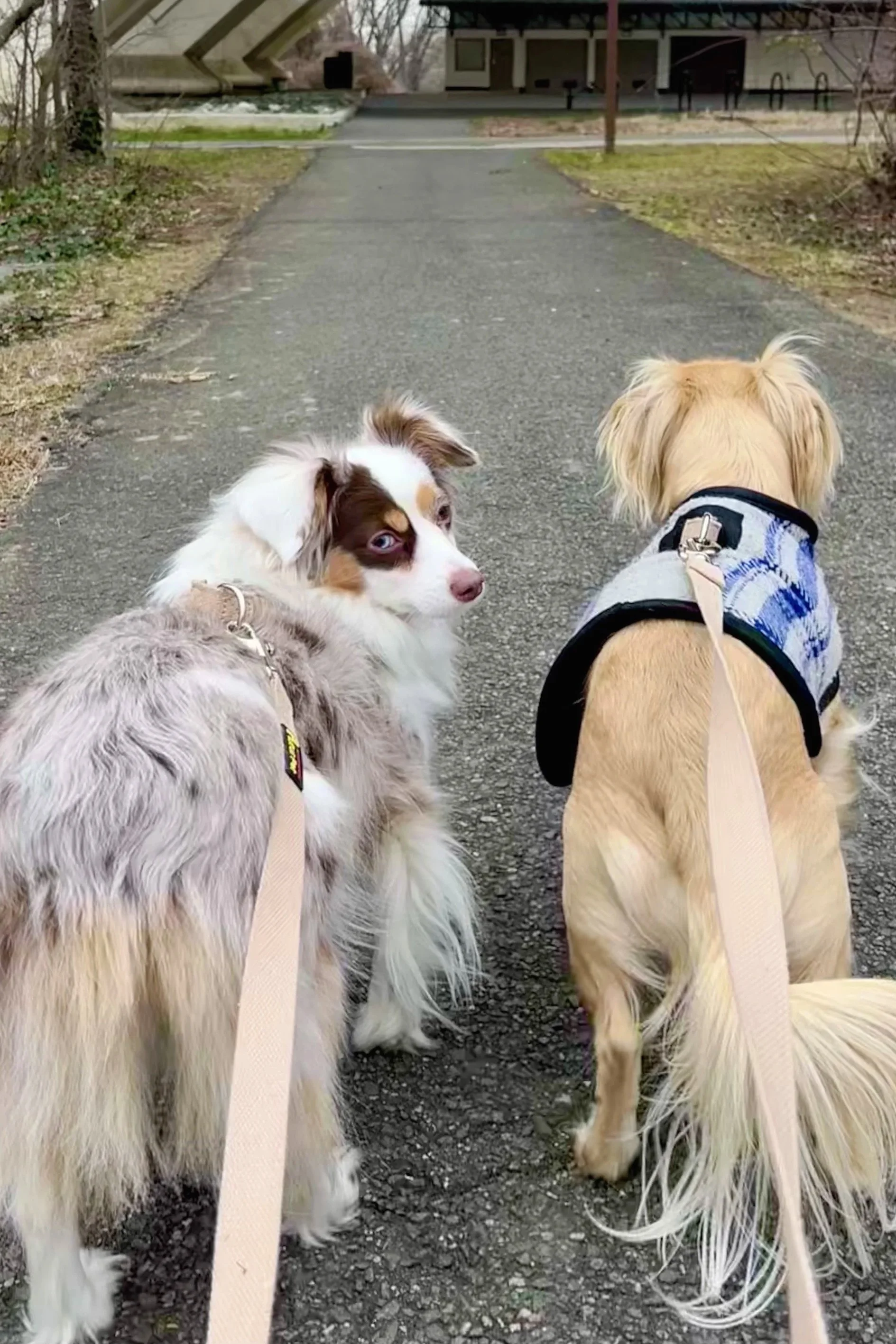 Why Familiar Walks Help Dogs Adjust to New Places