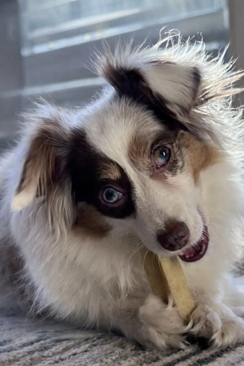 What Actually Makes Travel Easier for Dogs (Beyond the Packing List)