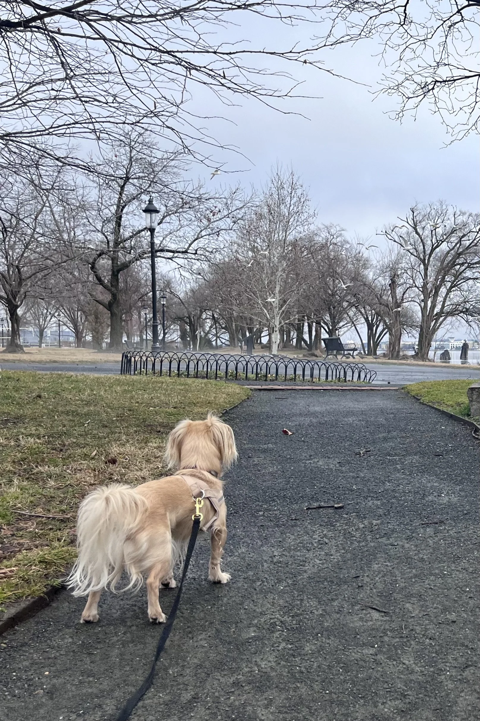 Old Town Alexandria With Small Dogs: What to Expect and How to Walk It