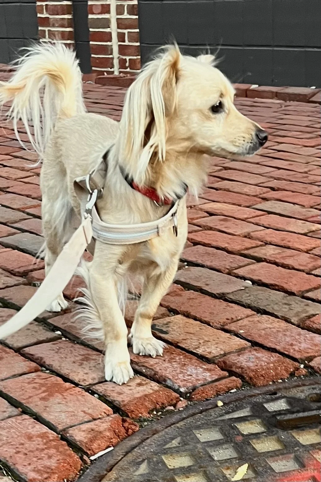 Why Dogs Freeze or Refuse to Walk in New Places 