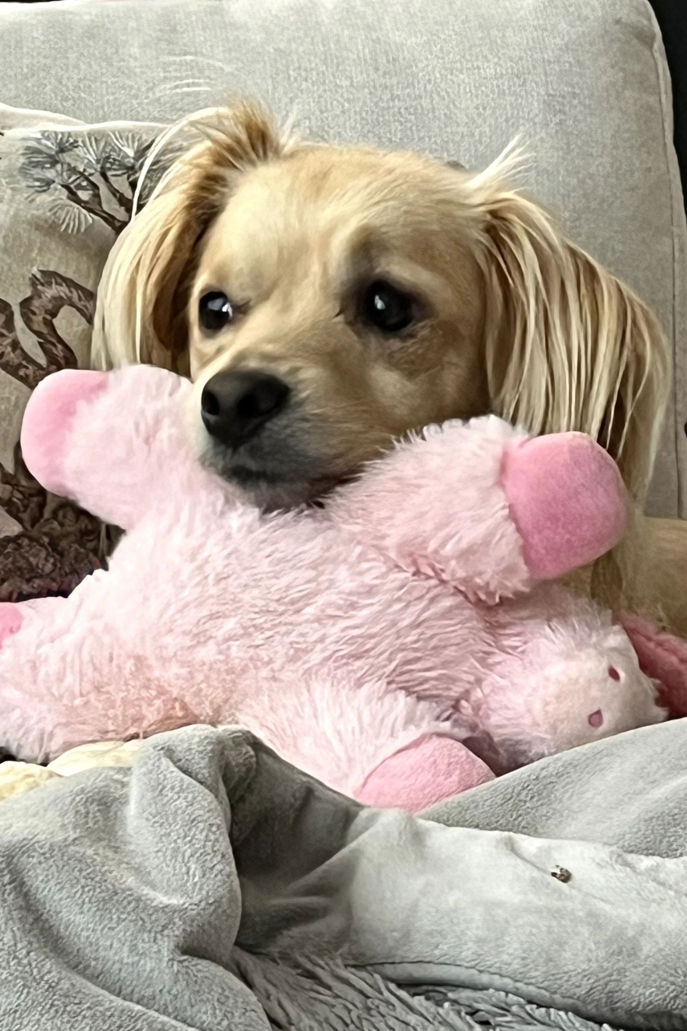 Why Dogs Can’t Sleep in a New Place (and What Helps at Night)