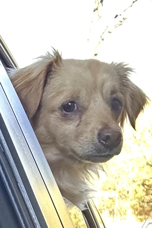 How to Keep a Dog Calm on a Long Car Ride (What Actually Helps)