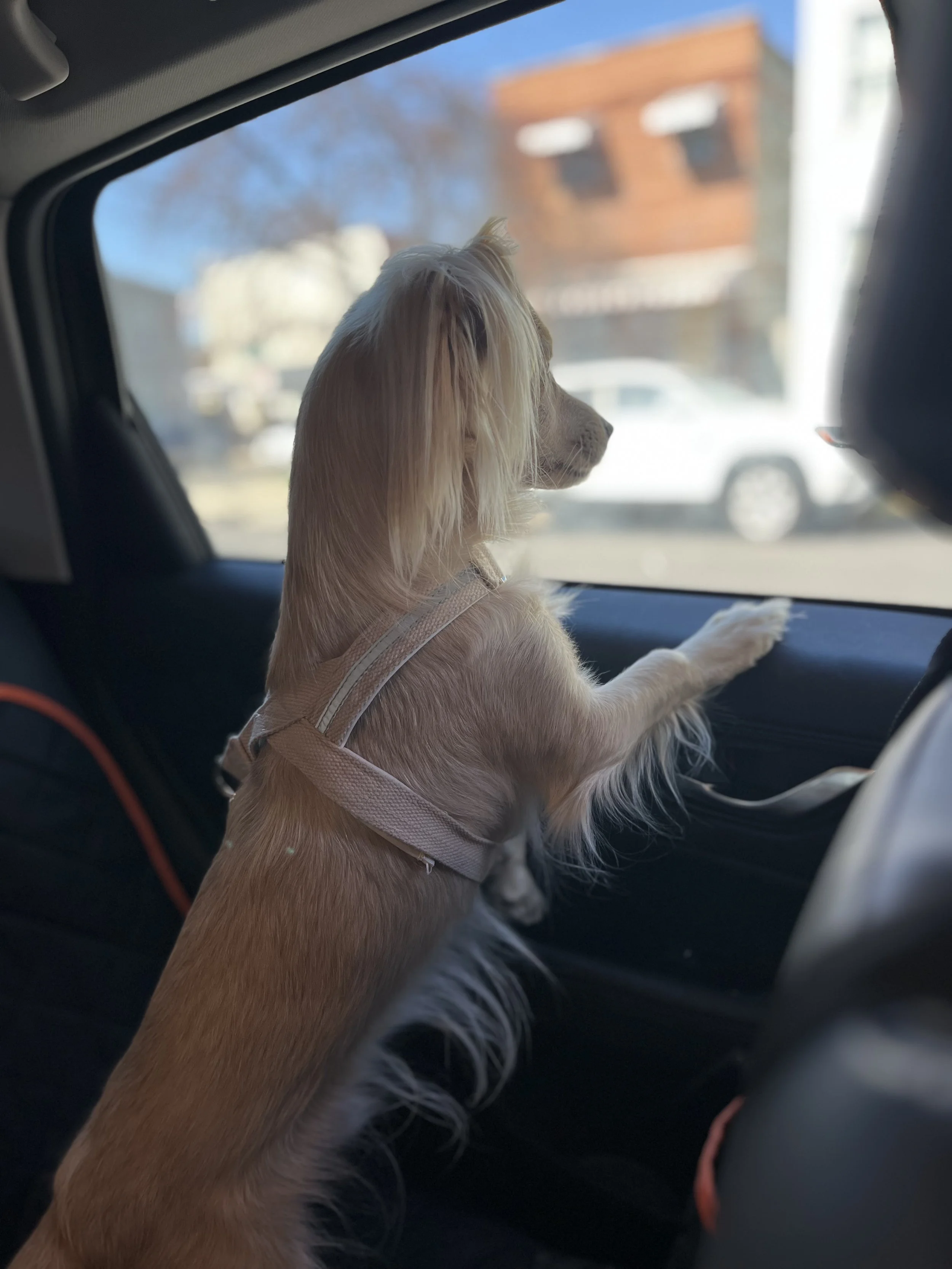 Planning Calm Travel With Dogs: A Guide to Car Rides, Hotels, and Settling