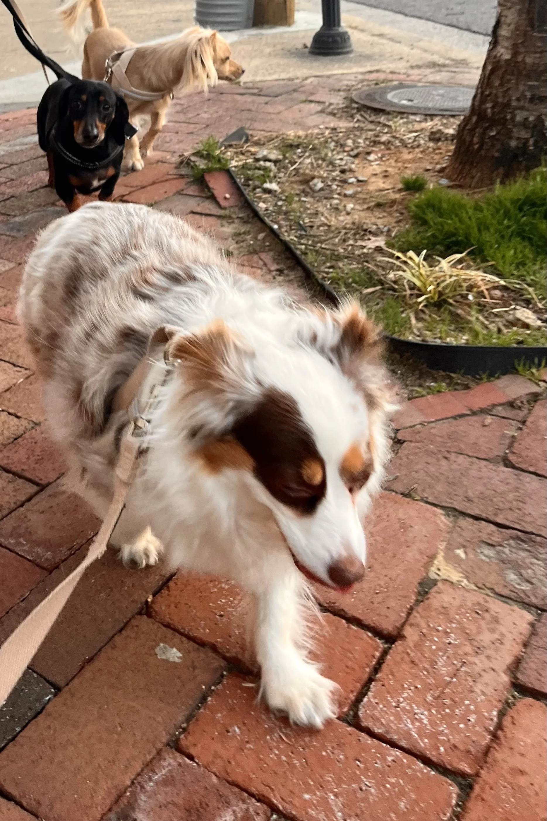 When to Leave Old Town Alexandria With a Small Dog (Early Signs of Overwhelm)