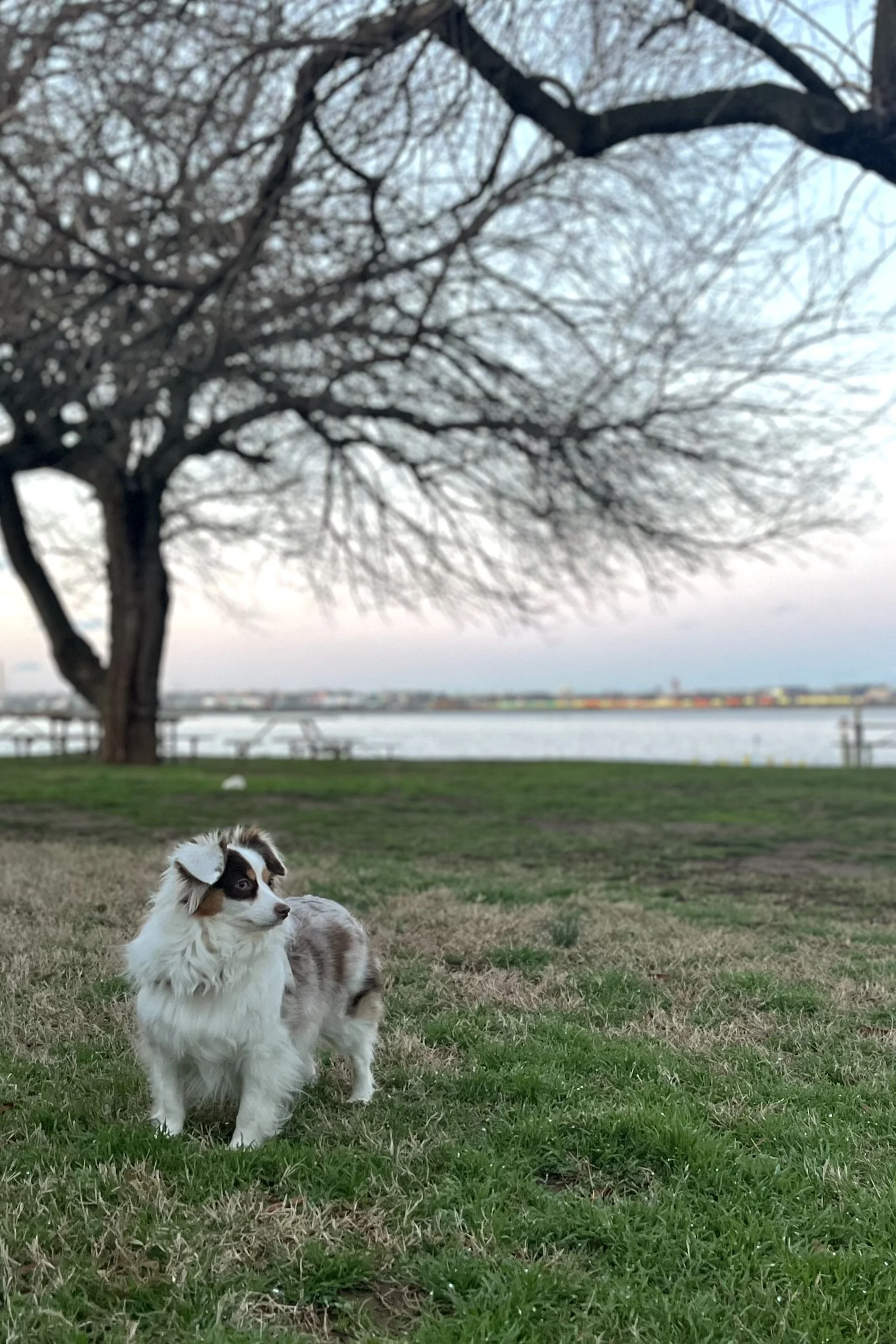 The Busiest Areas in Old Town Alexandria (and How to Avoid Them With a Small Dog)