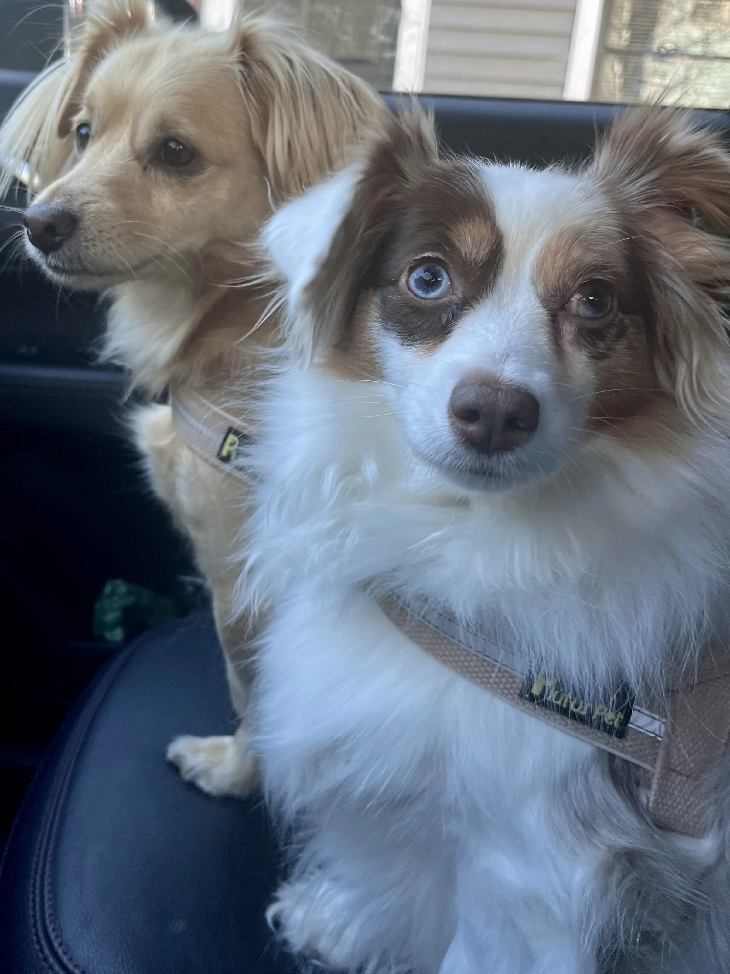 Why Some Dogs Don’t Settle in the Car