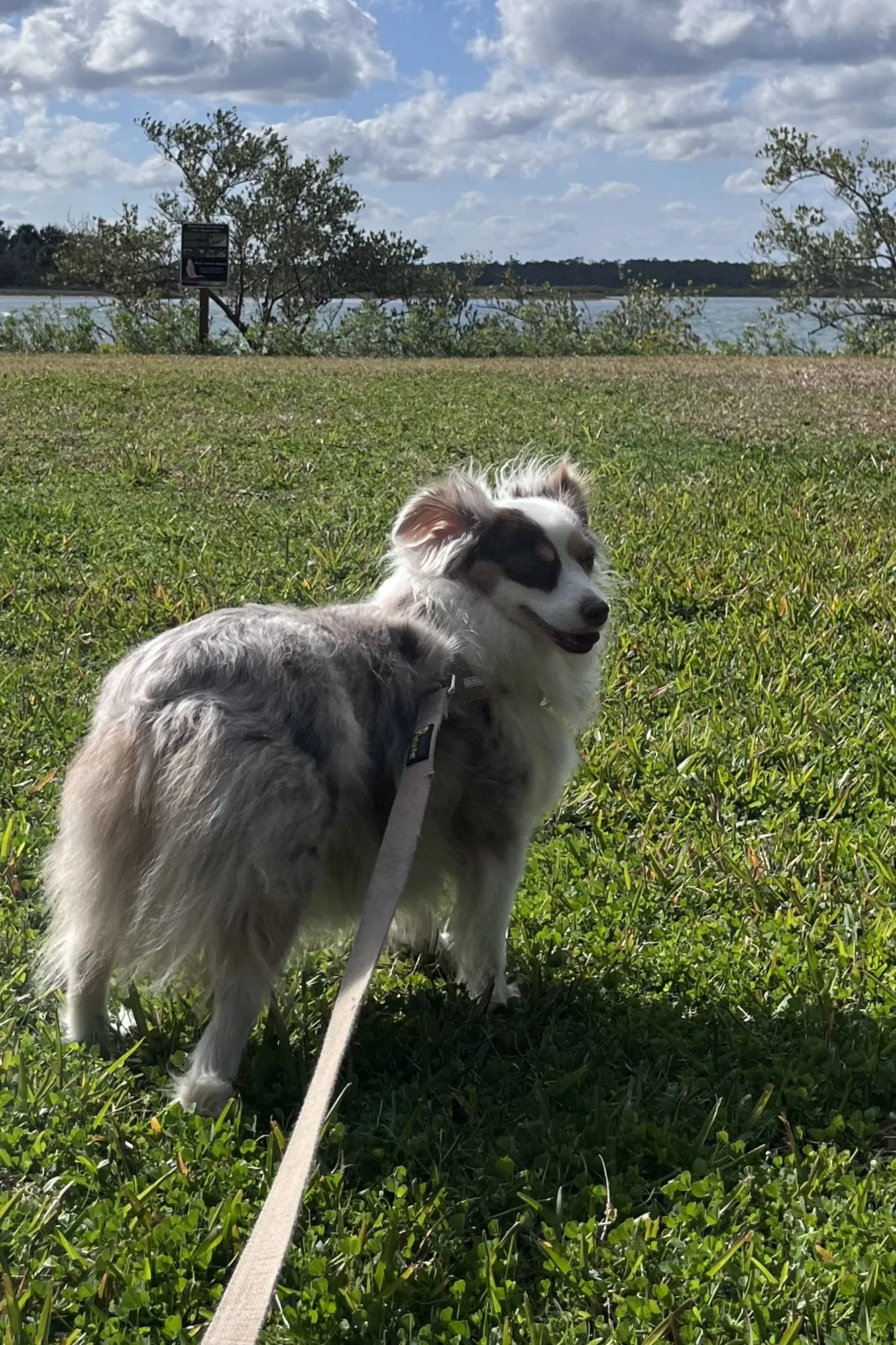 Not All Road Trip Stops Feel the Same to Your Dog