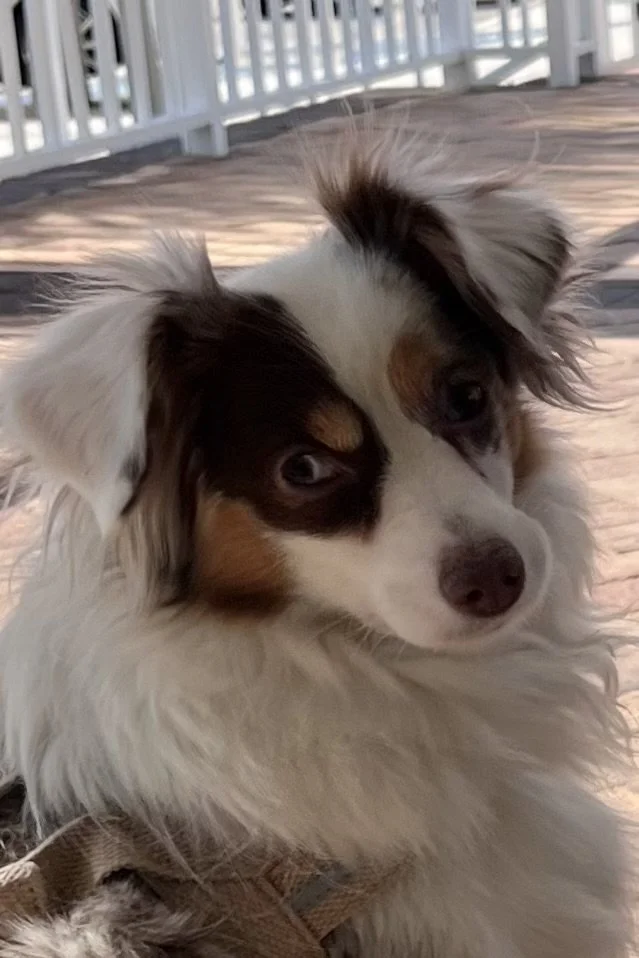 Why Some Dog-Friendly Places Still Don’t Feel Good for Small Dogs