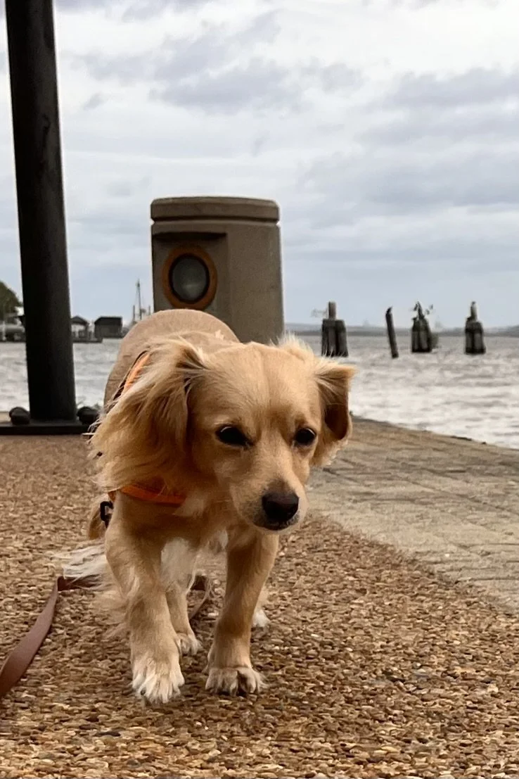 How to Tell If a Place Will Overwhelm Your Small Dog (Before You Go)