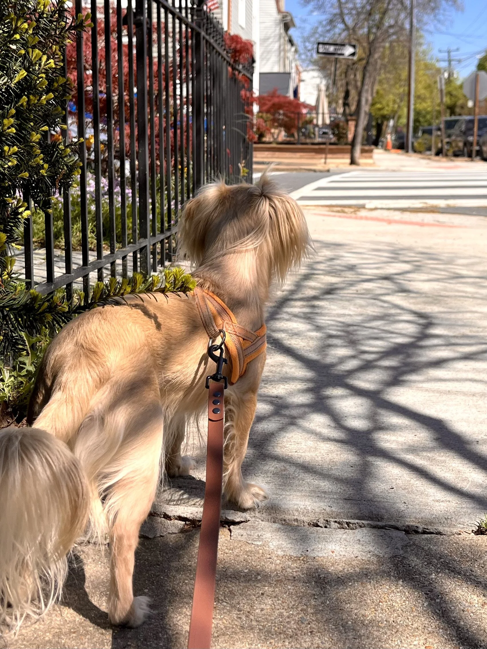 How to Fix a Dog Walk That’s Getting Harder (Before It Falls Apart)