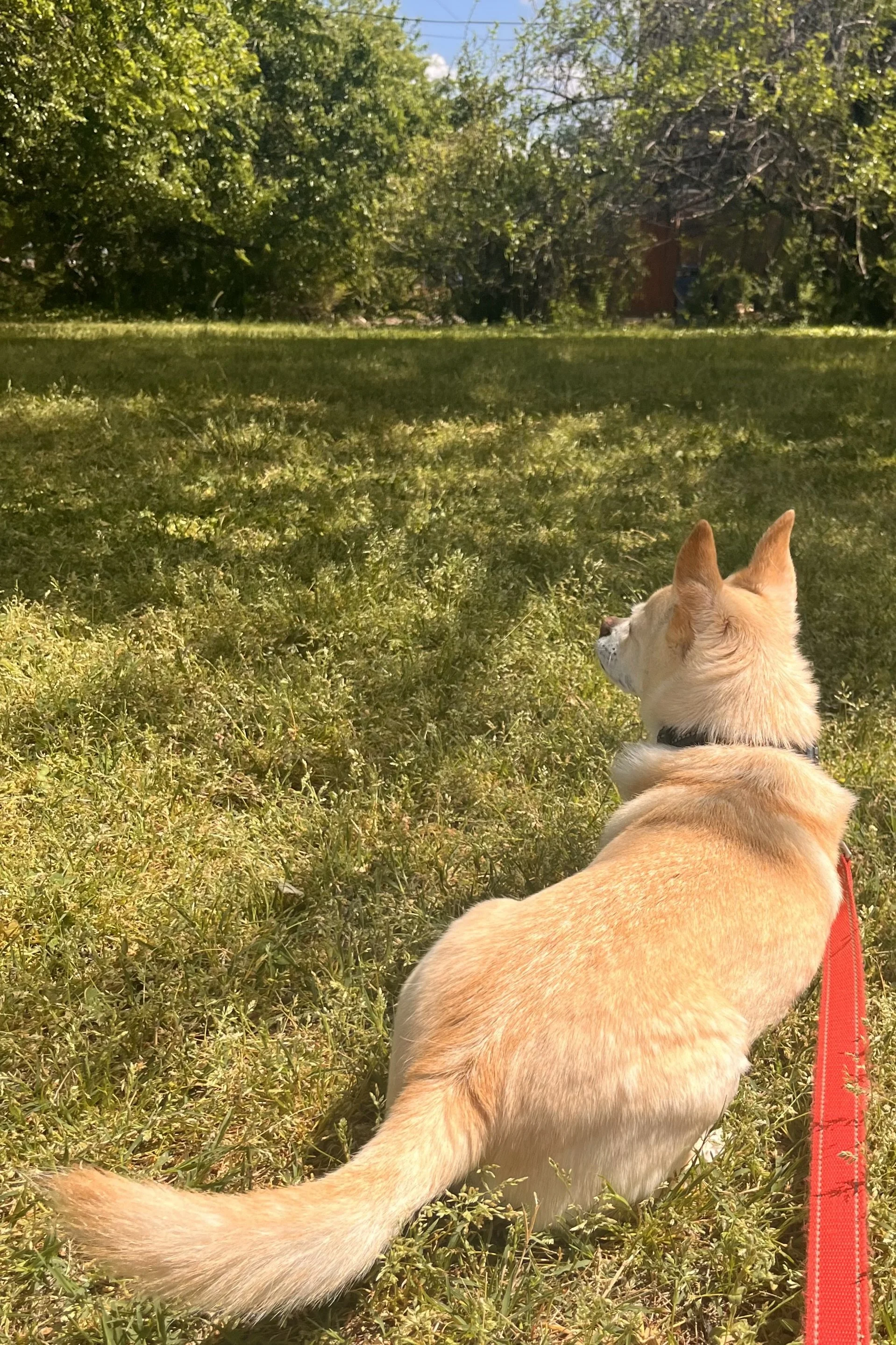 Dog-Friendly Takeout in Old Town Alexandria + Nearby Parks to Eat In