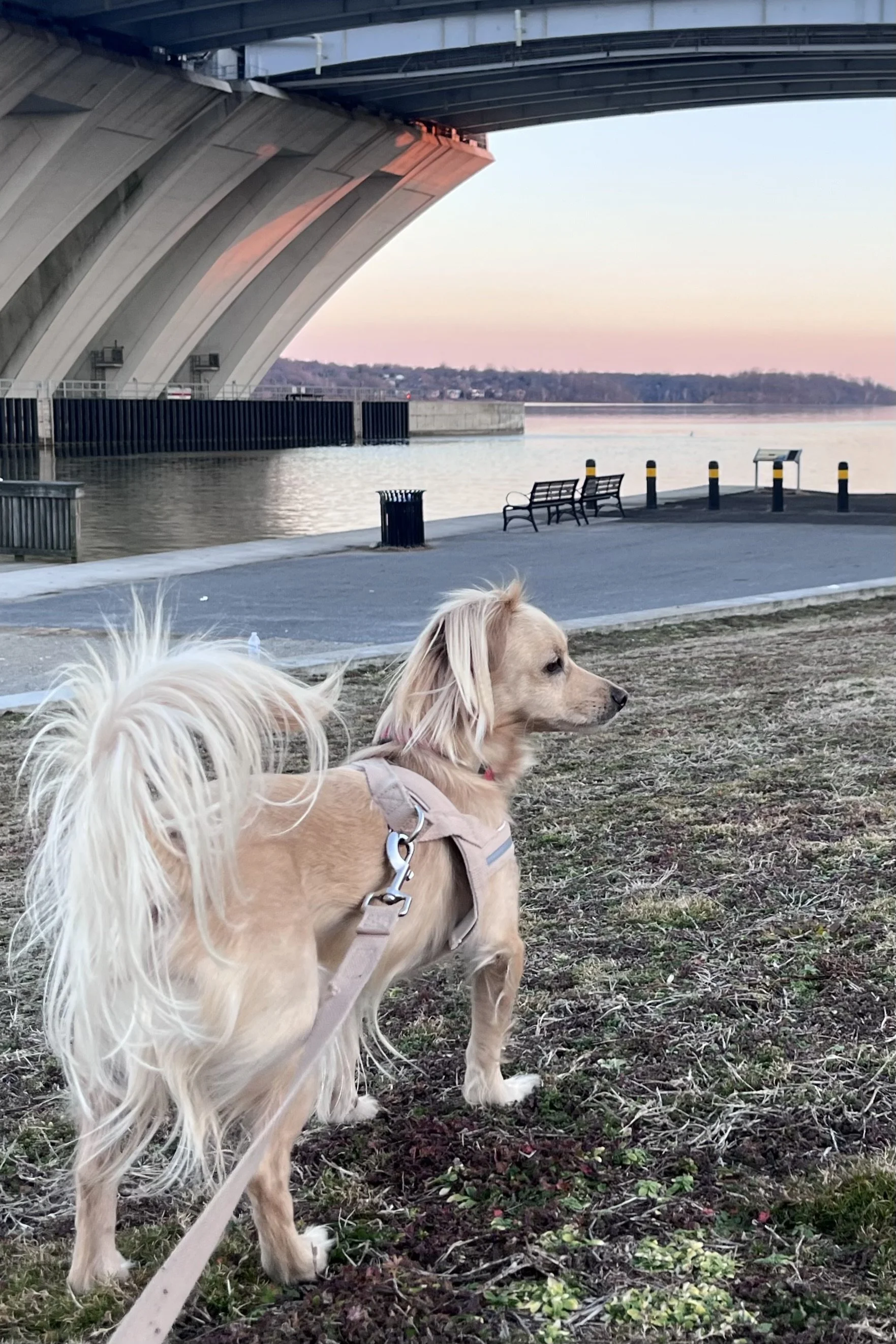 Old Town Alexandria Waterfront Walk With Dogs (Start to Finish)