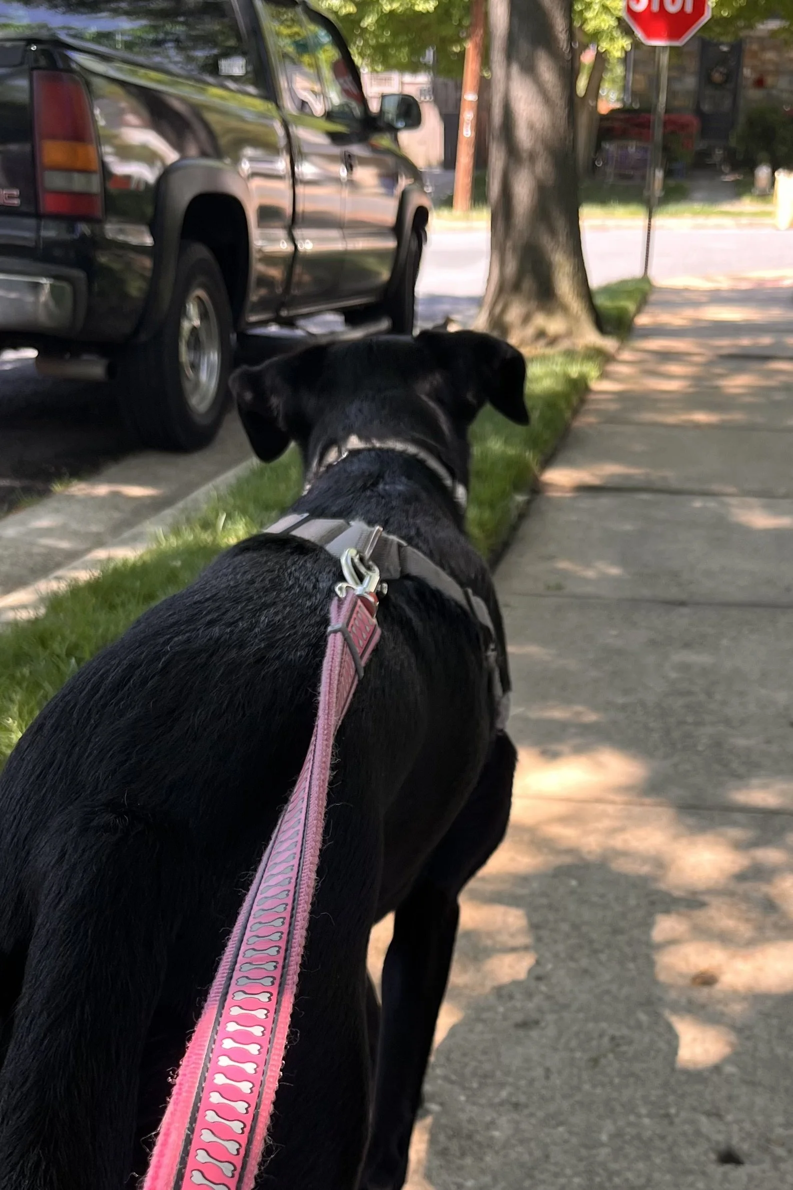 What to Do When You See Another Dog on a Walk (Reactive Dogs)