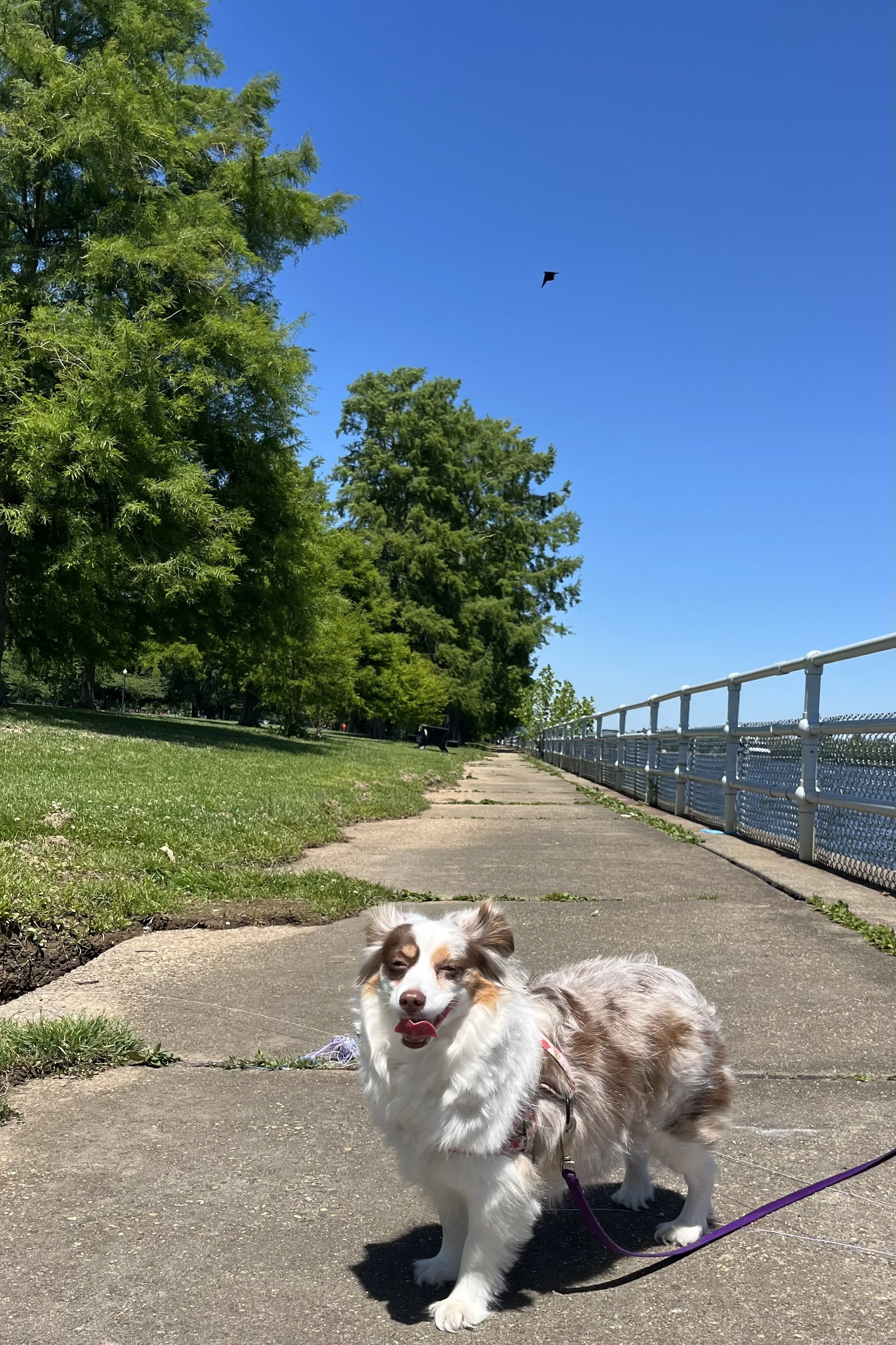 Two Waterfront Walks Near DC That Feel Completely Different With Dogs