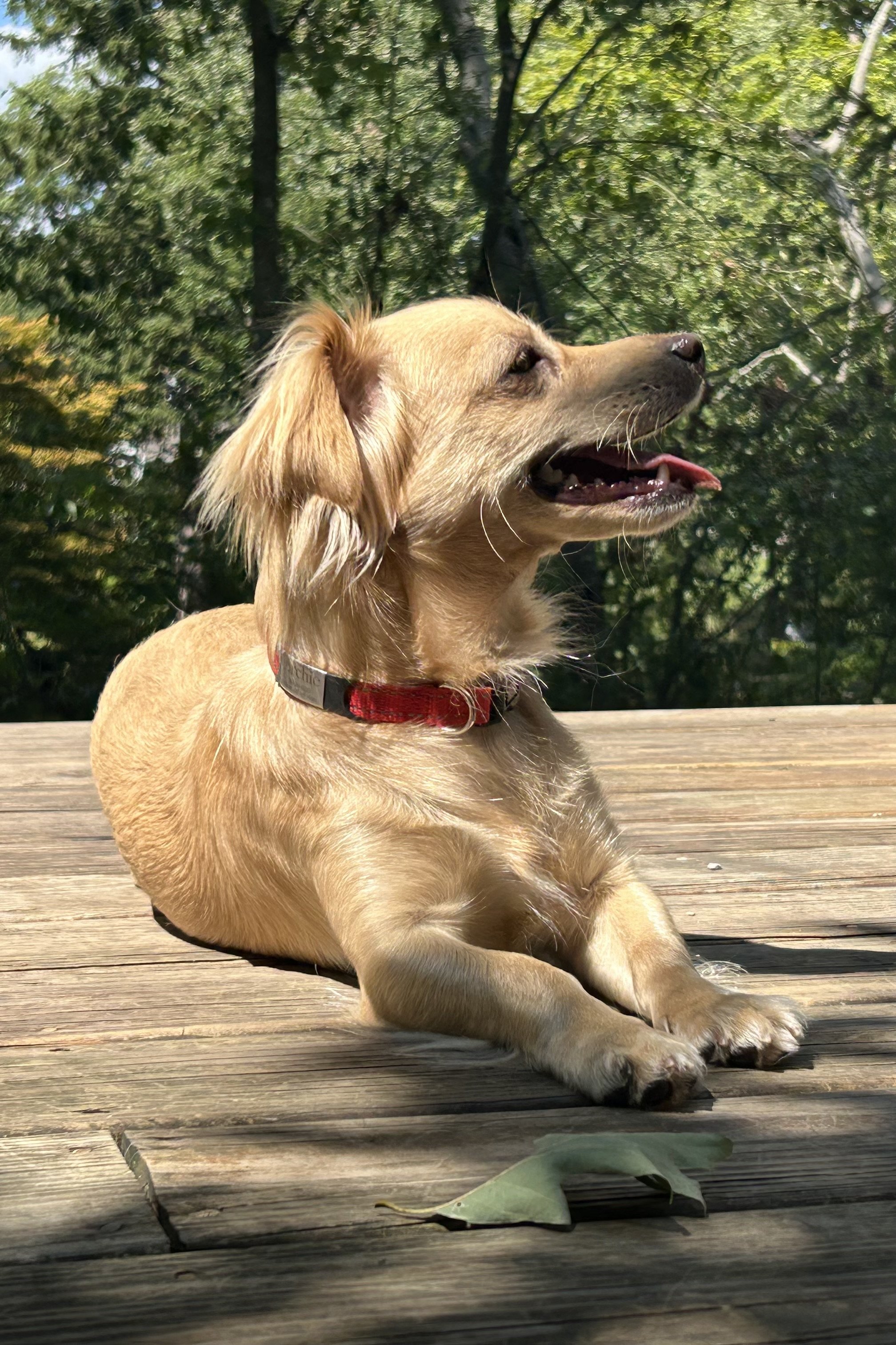 The First Hot Week of the Year Feels Different for Dogs