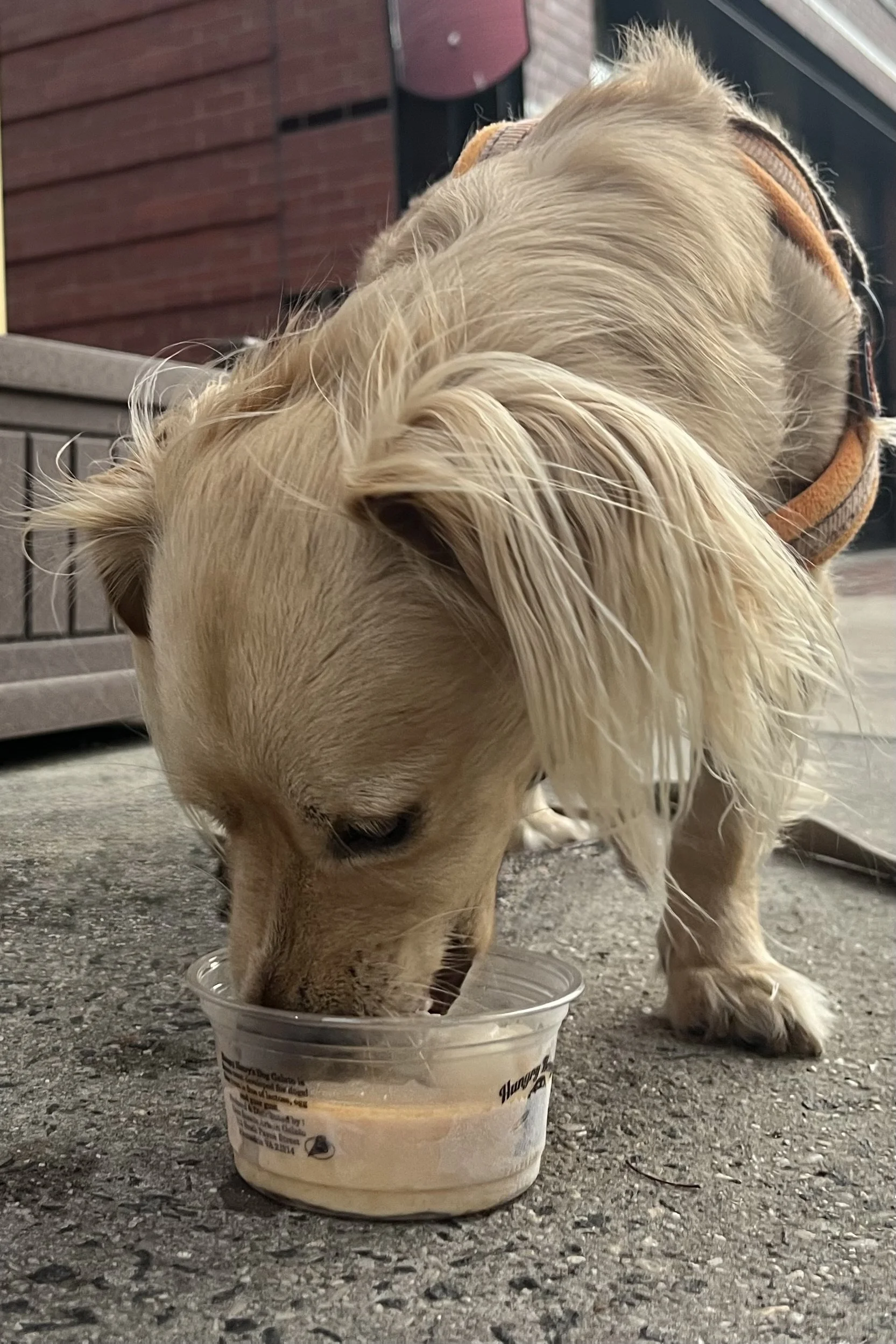 What to Do With Your Dog in Old Town Alexandria When It’s Too Hot for a Long Walk