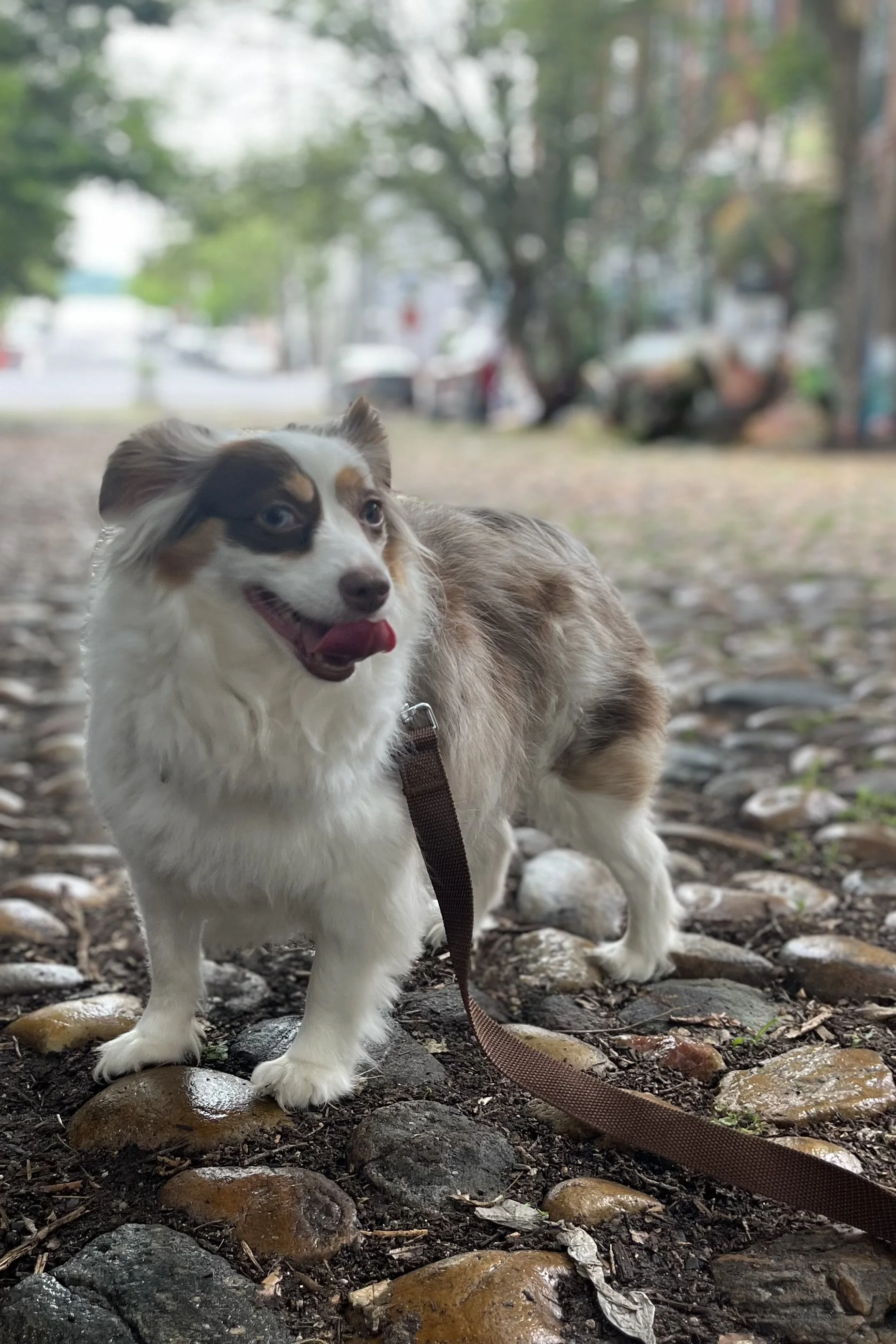 Quiet Streets and Brick Paths That Photograph Beautifully With Dogs in Old Town Alexandria
