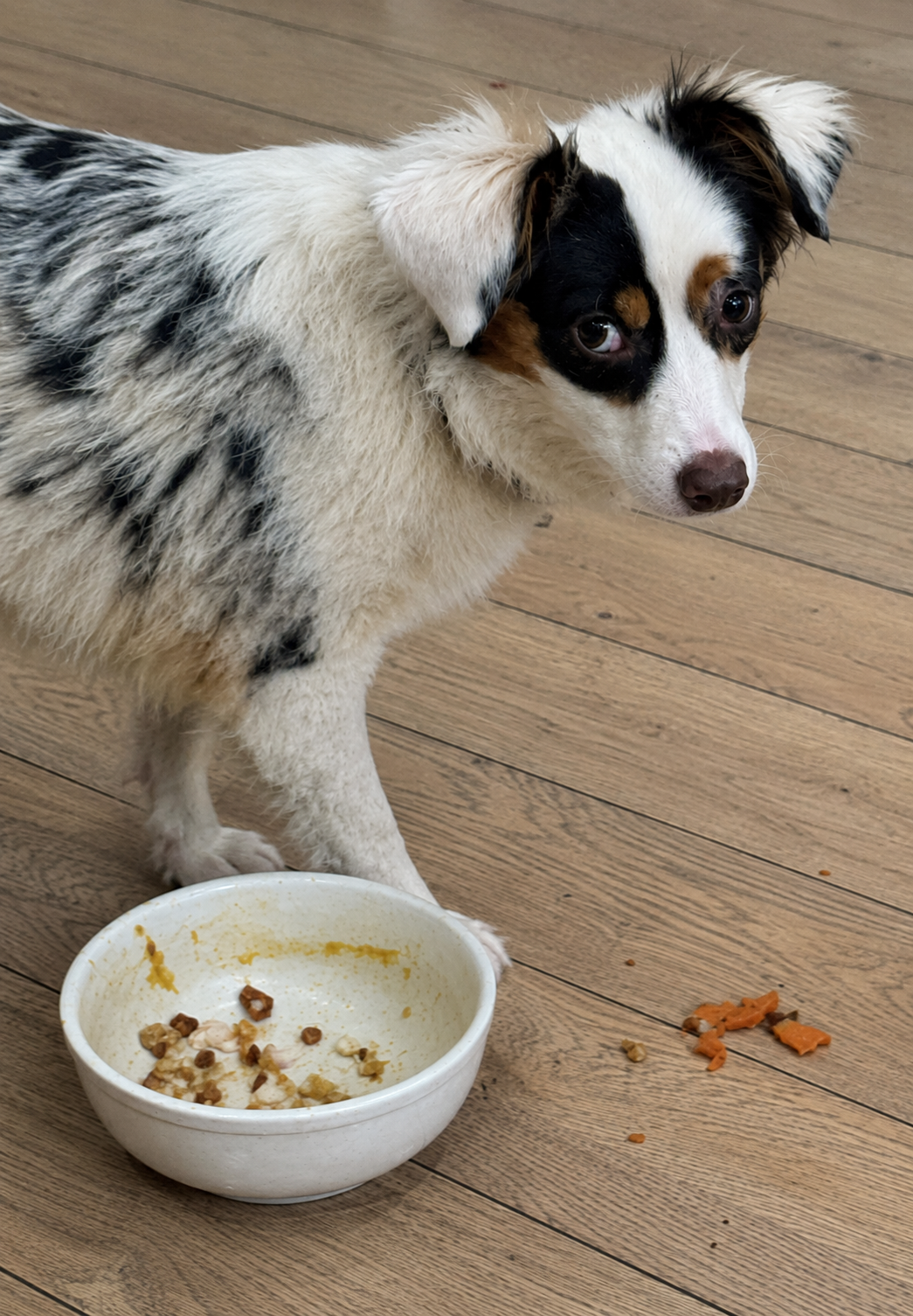 Why Dogs Sometimes Eat Differently During Travel or Hot Weather