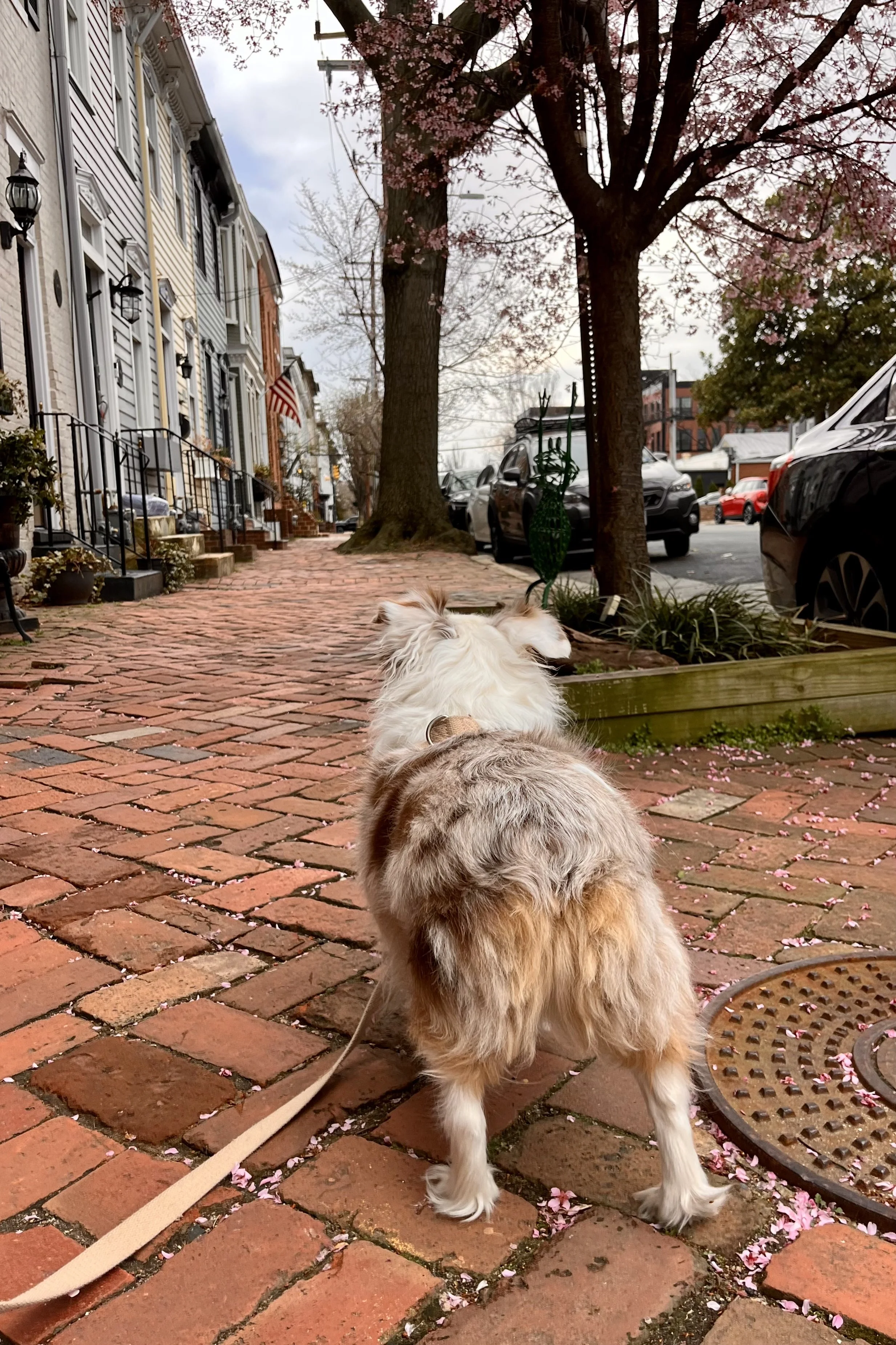 Why Some Days Out With Dogs Feel So Much Easier Than Others