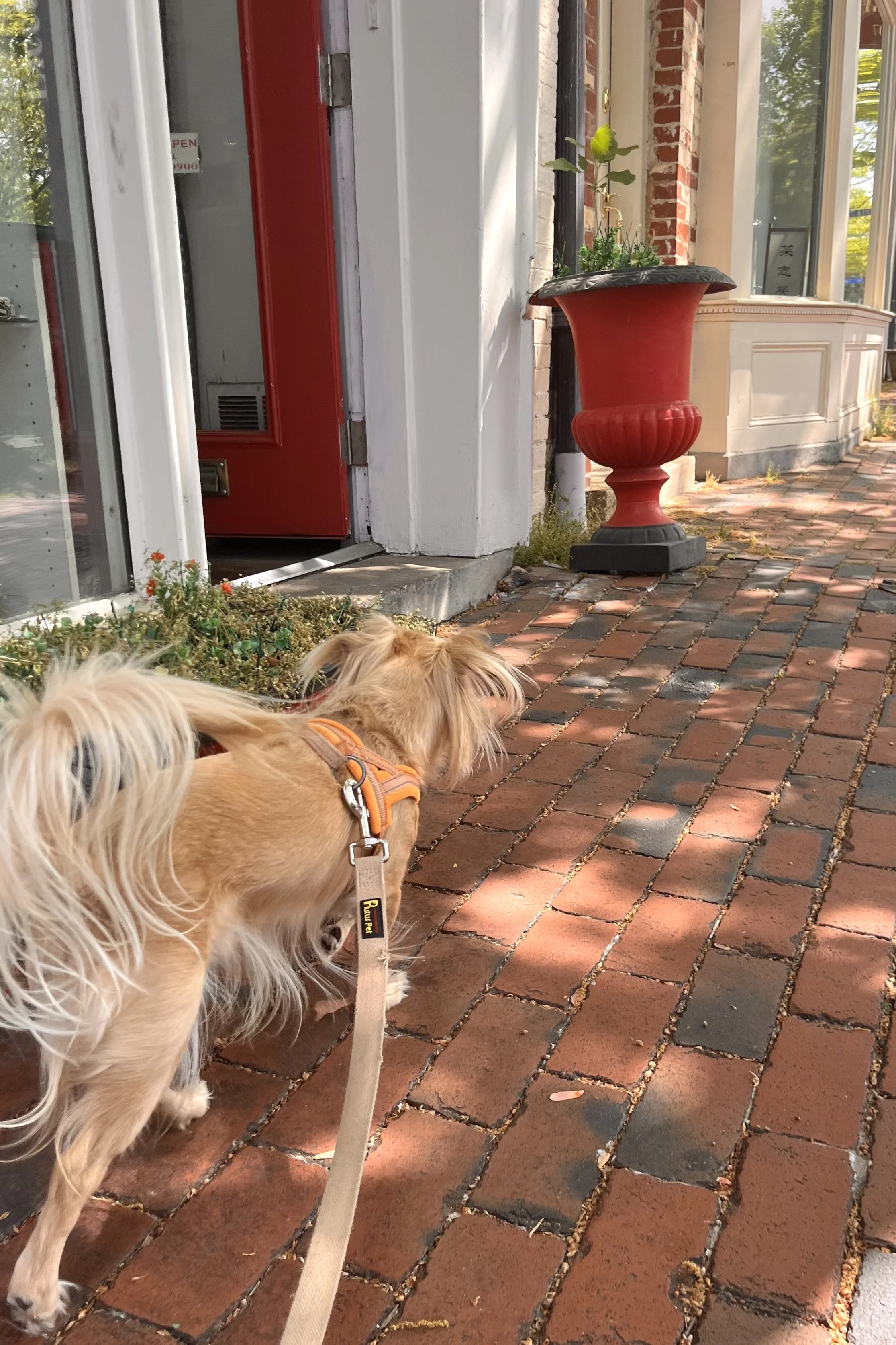 What to Do With Your Dog in Old Town Alexandria (That Isn't Just Walking)