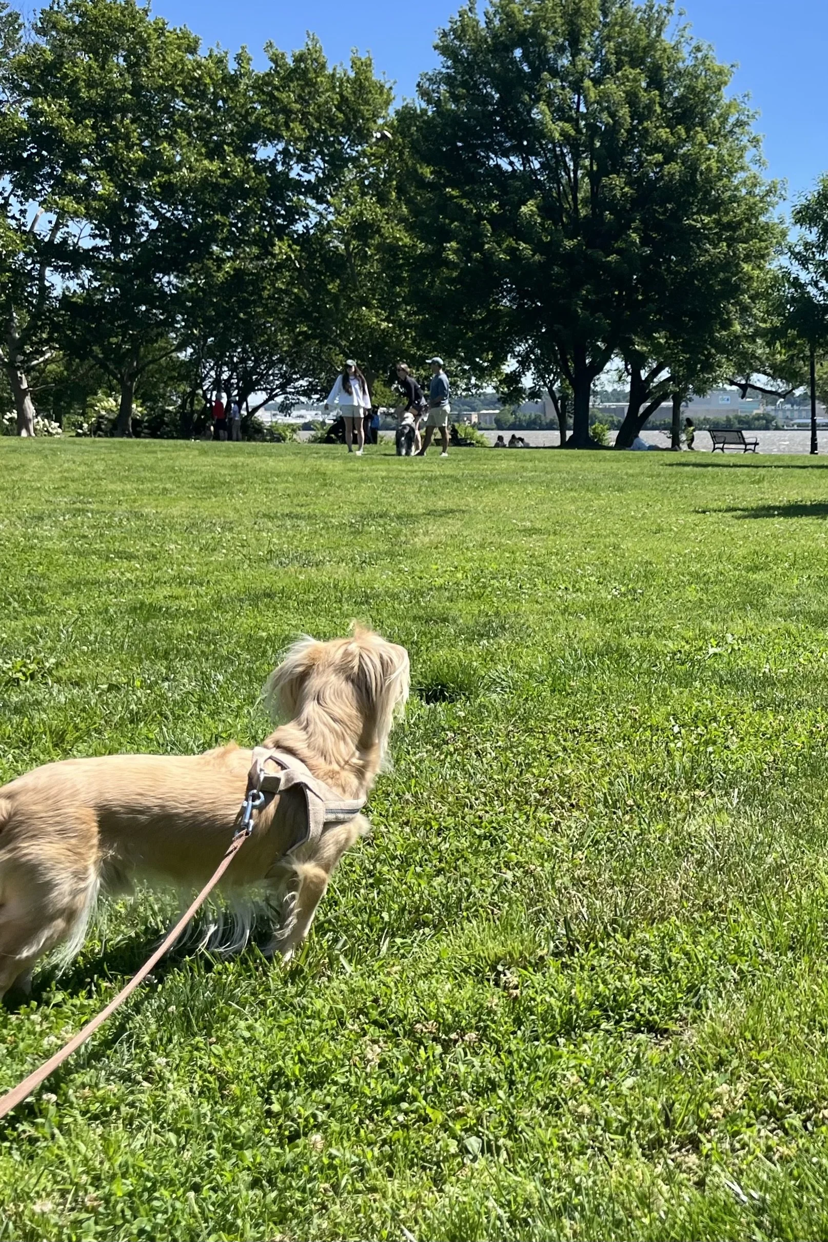 From Coffee to Pup Cups: 6 Stops in Old Town Alexandria With Dogs