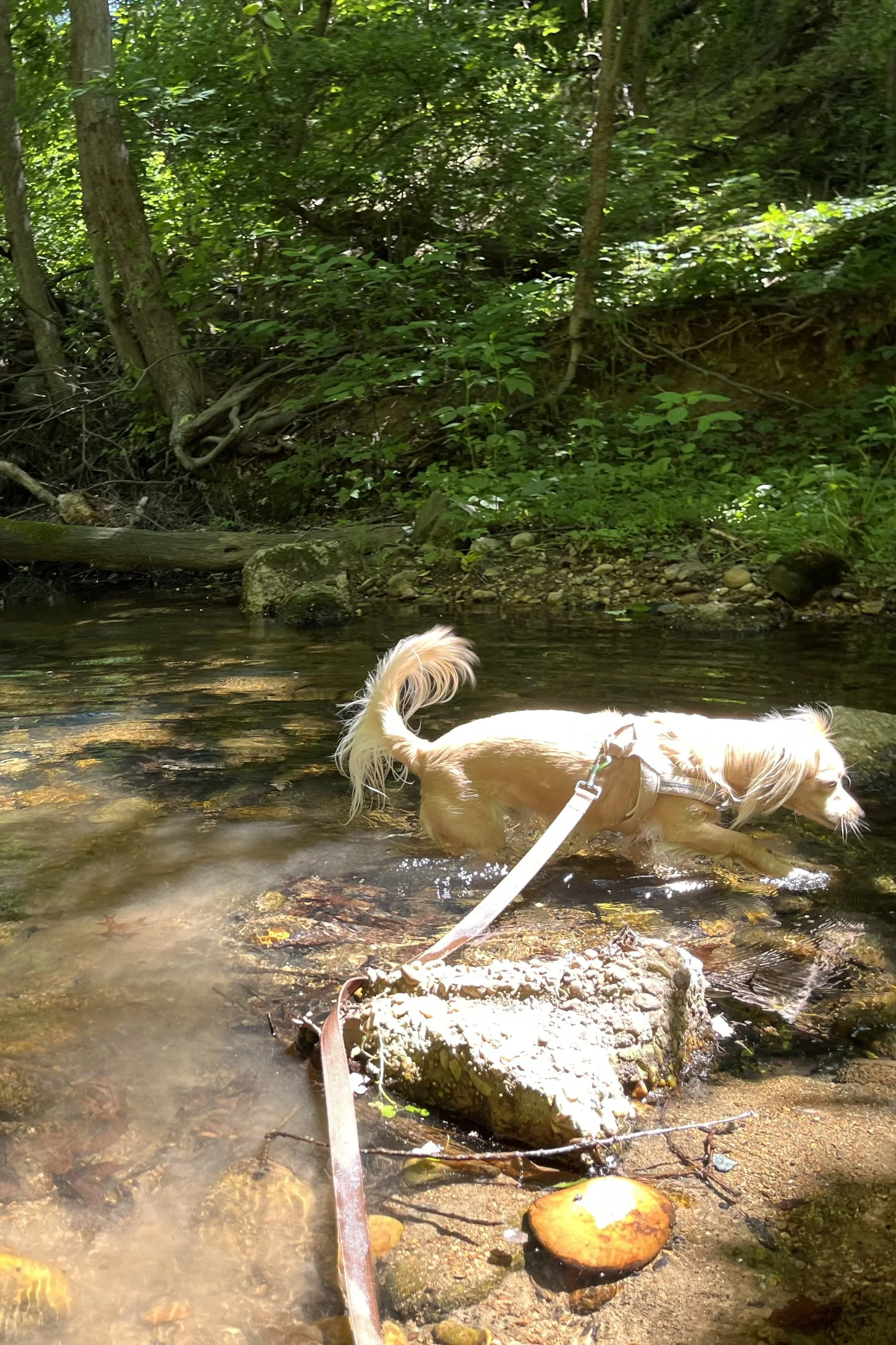 4 Dog Walks Near Alexandria That Work Well in Summer