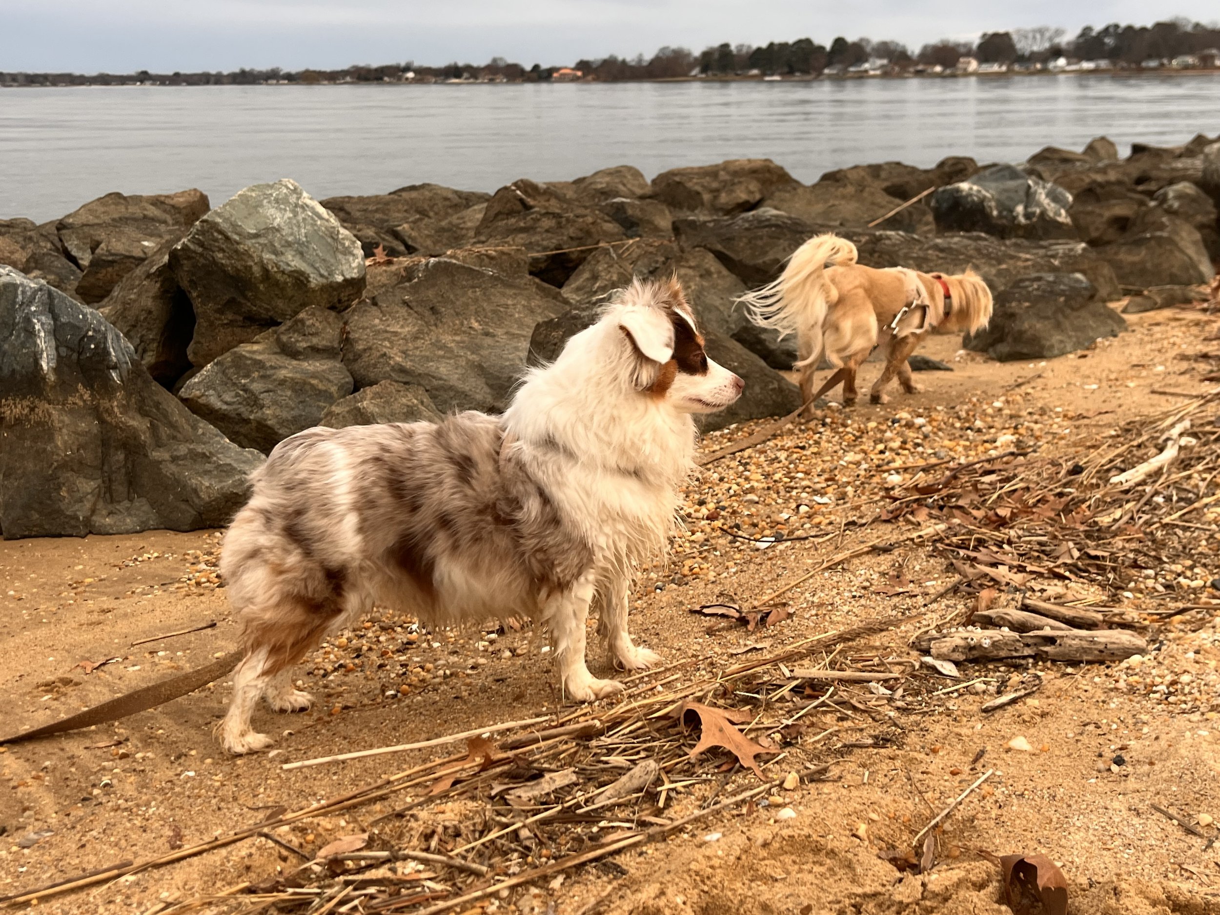 The Difference Between Dog-Friendly and Dog-Enjoyable