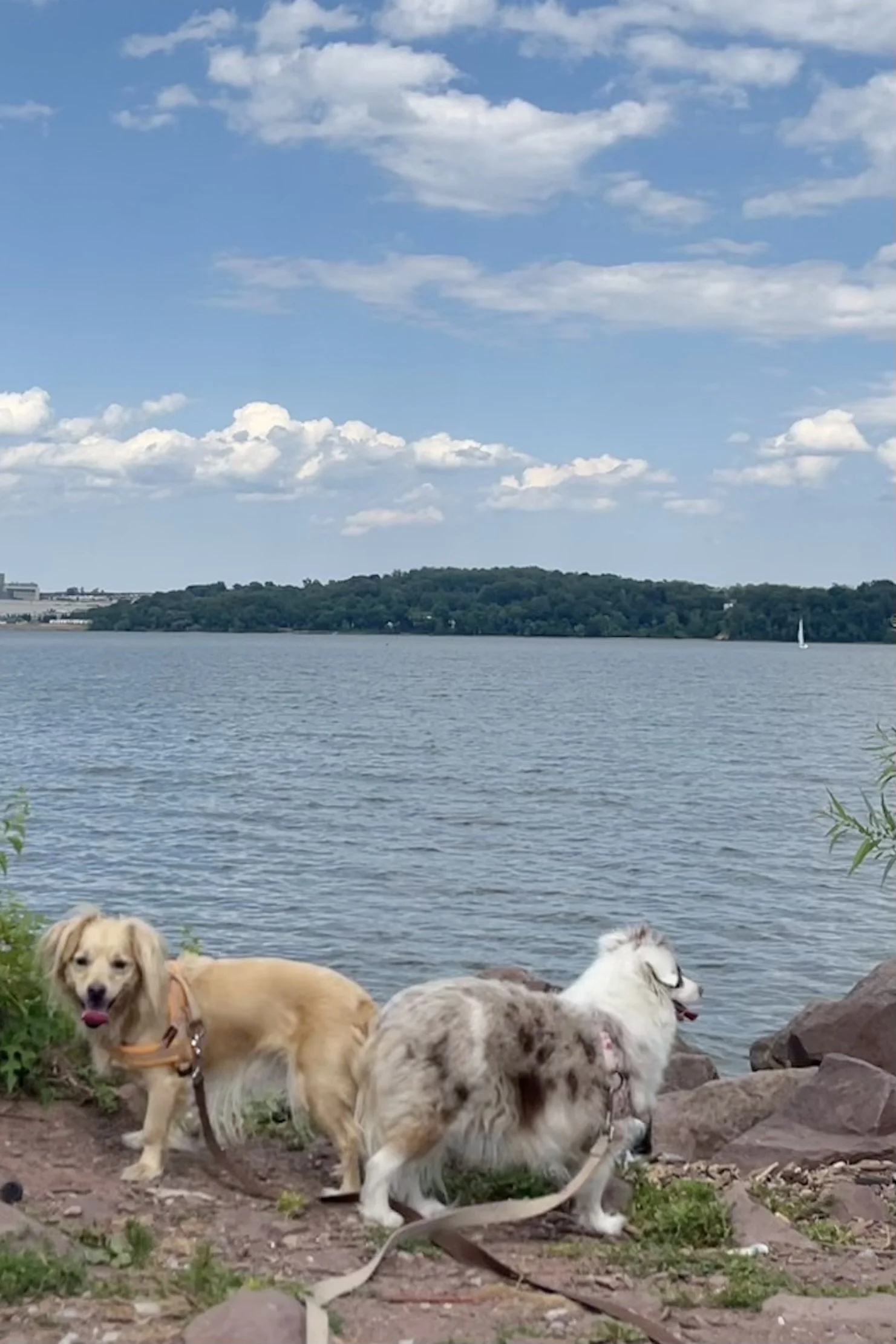 Dyke Marsh With Dogs: A Surprisingly Varied Walk Near Alexandria