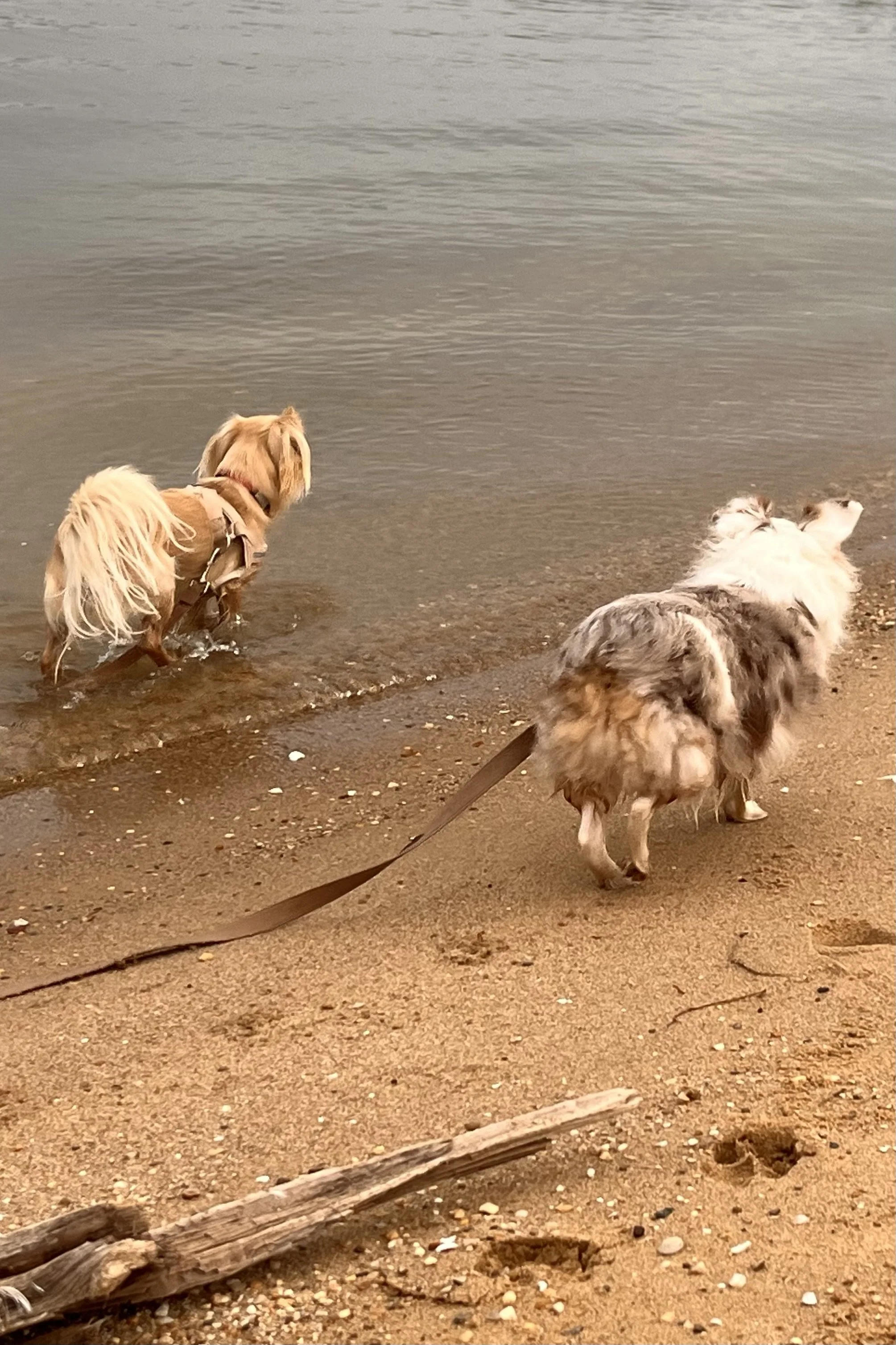 The Difference Between Dog-Friendly and Dog-Enjoyable