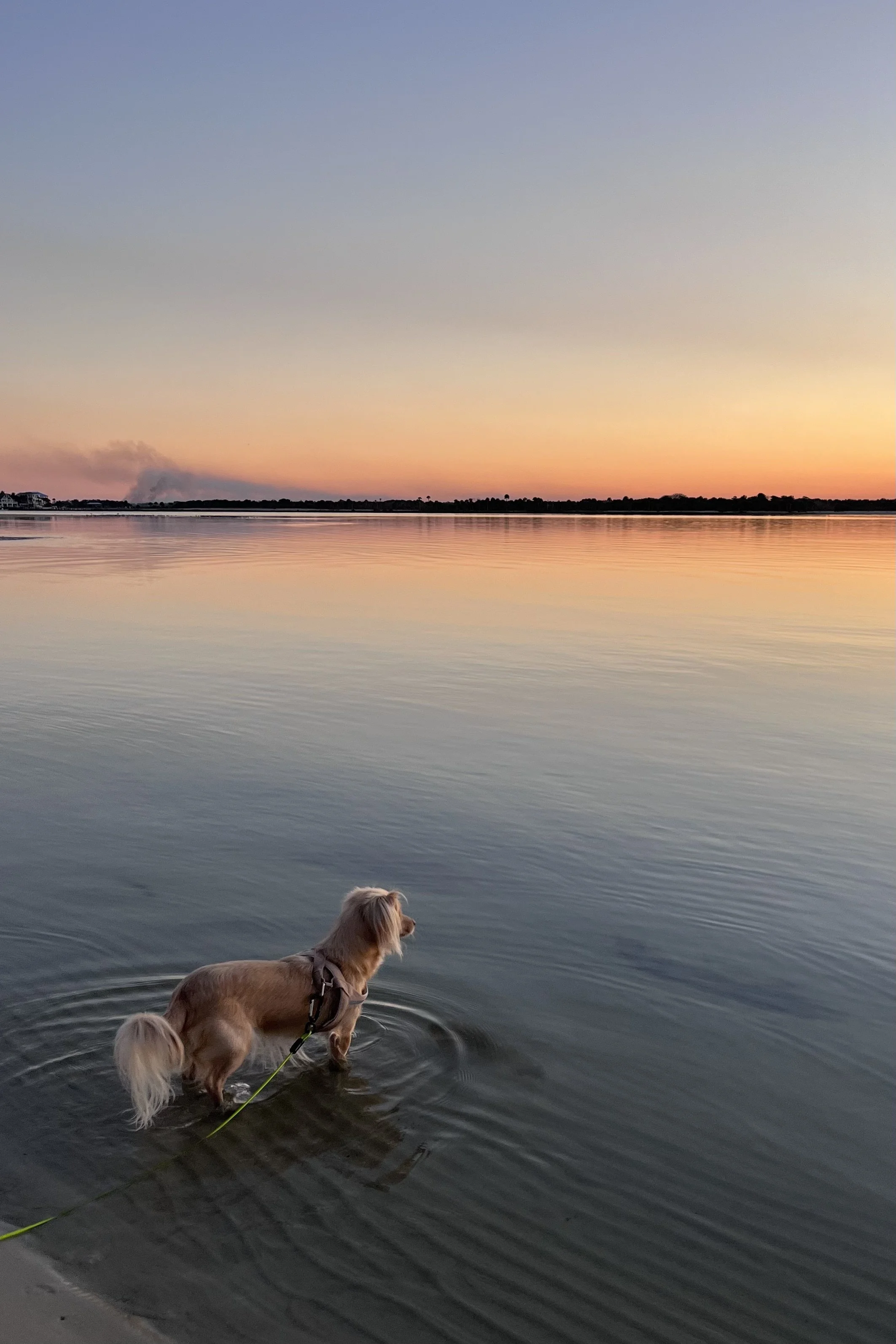 How to Plan Trips That Don't Leave Your Dog Completely Exhausted