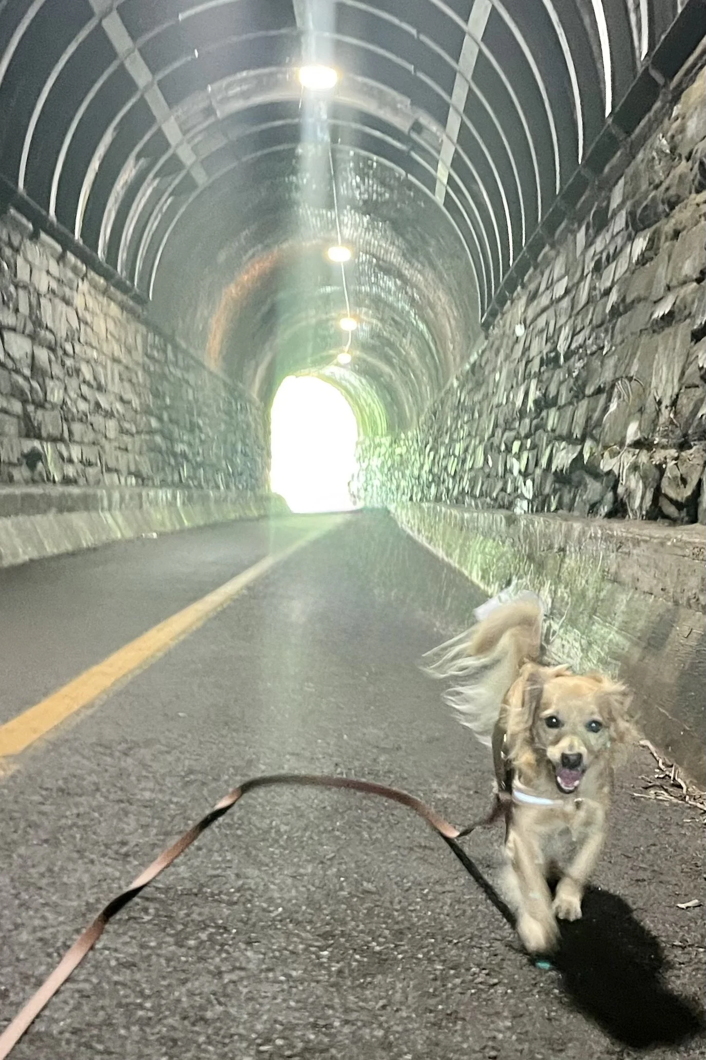 How to Capture Old Town Alexandria With Your Dog in Photos
