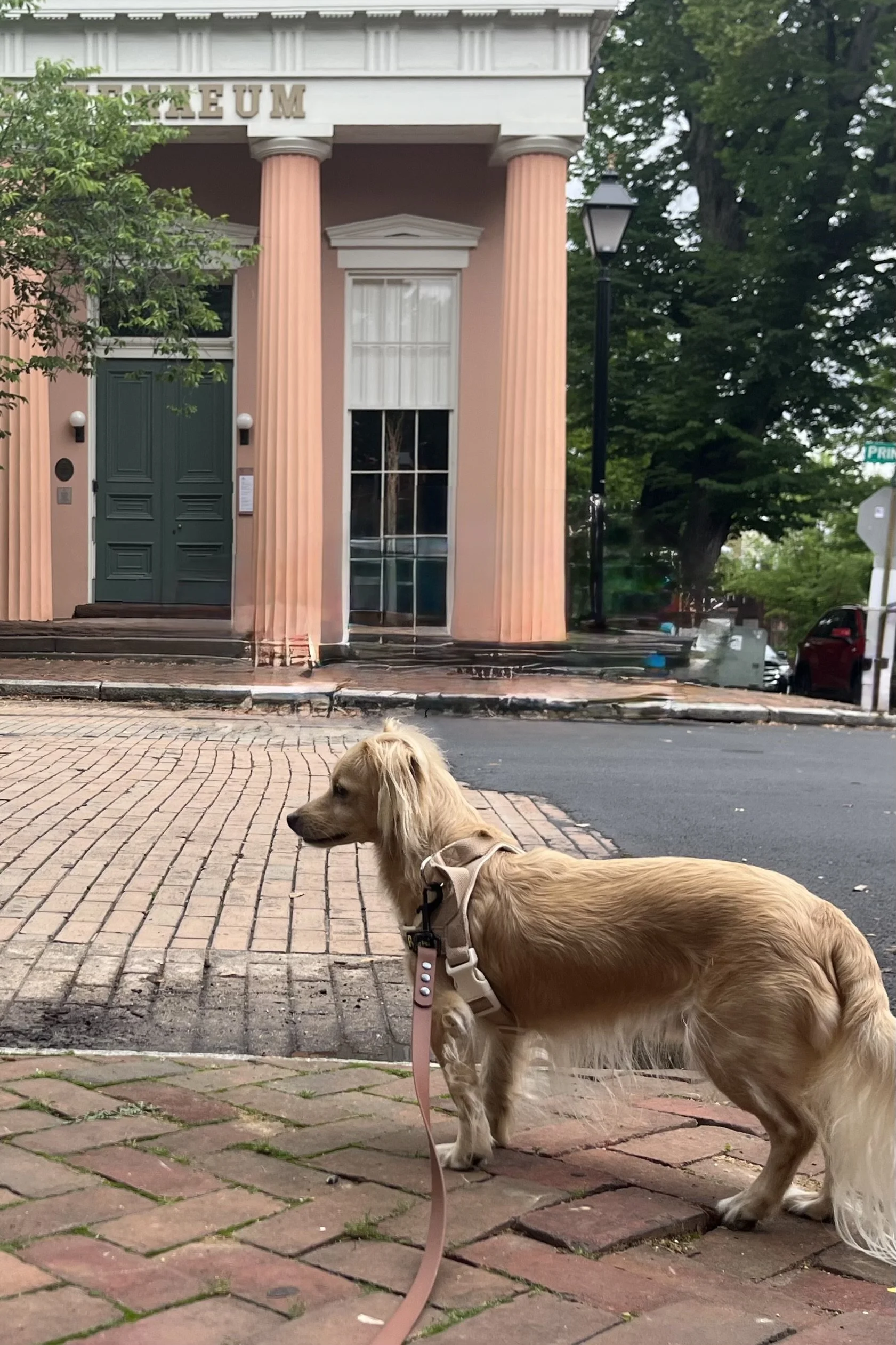 Beyond King Street: Quiet Places to Explore in Old Town Alexandria With Your Dog