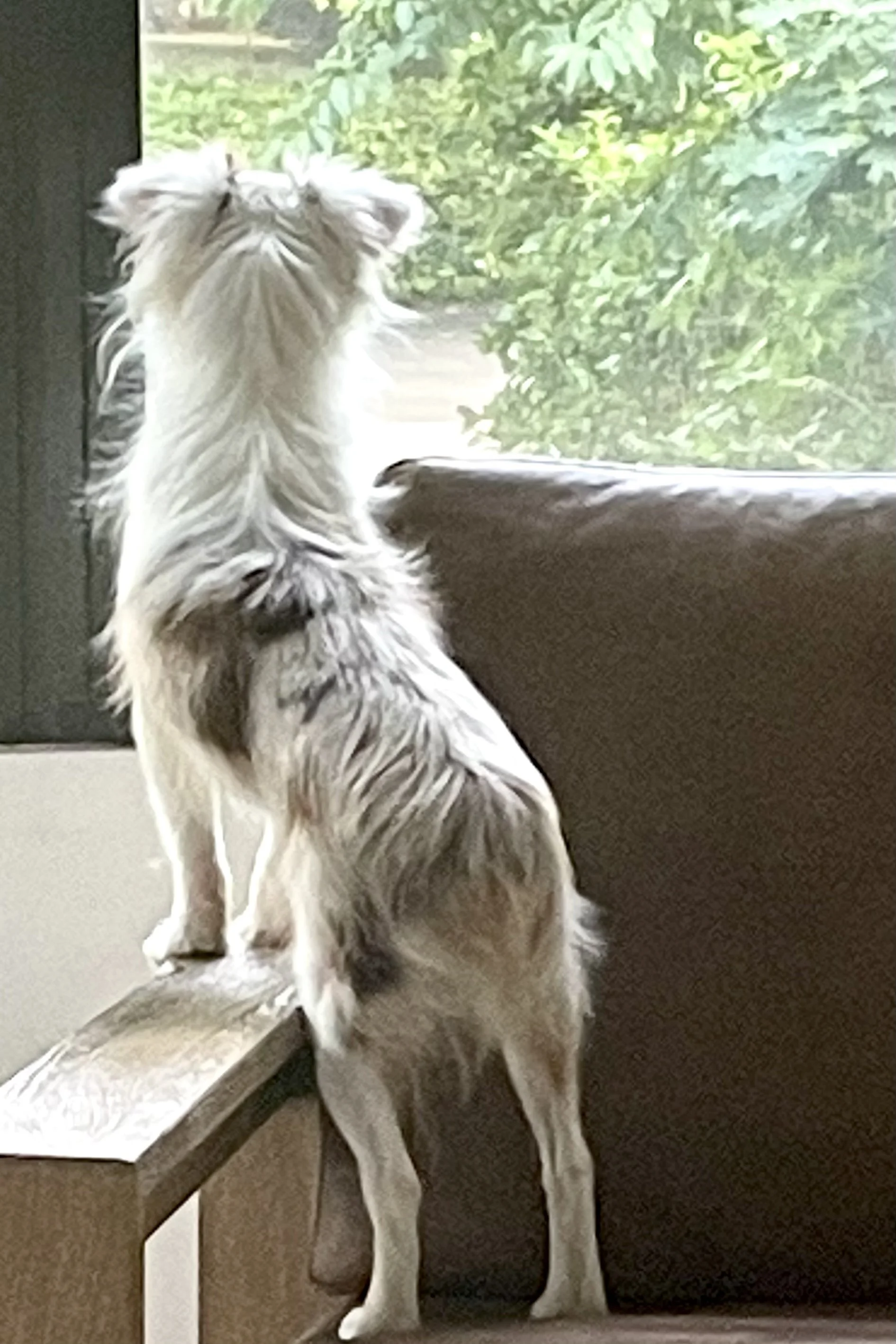 Helping a New Dog Adjust Before Training Begins