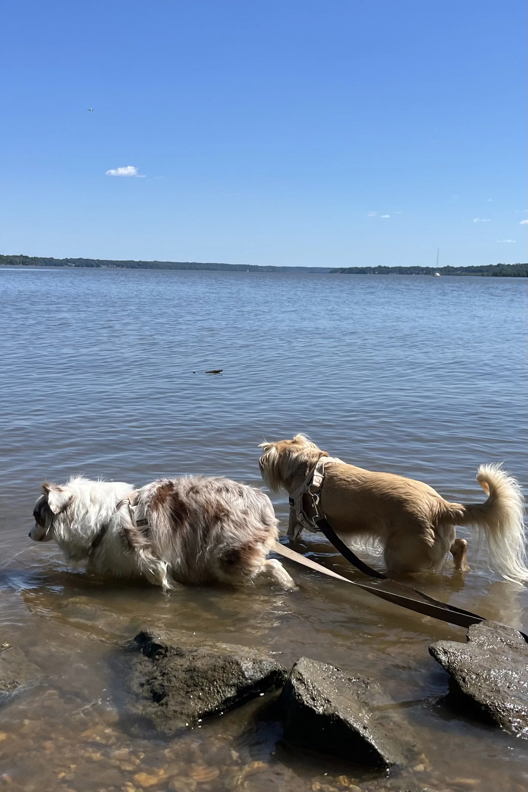 Dog-Friendly Waterfront Destinations Near Washington, DC