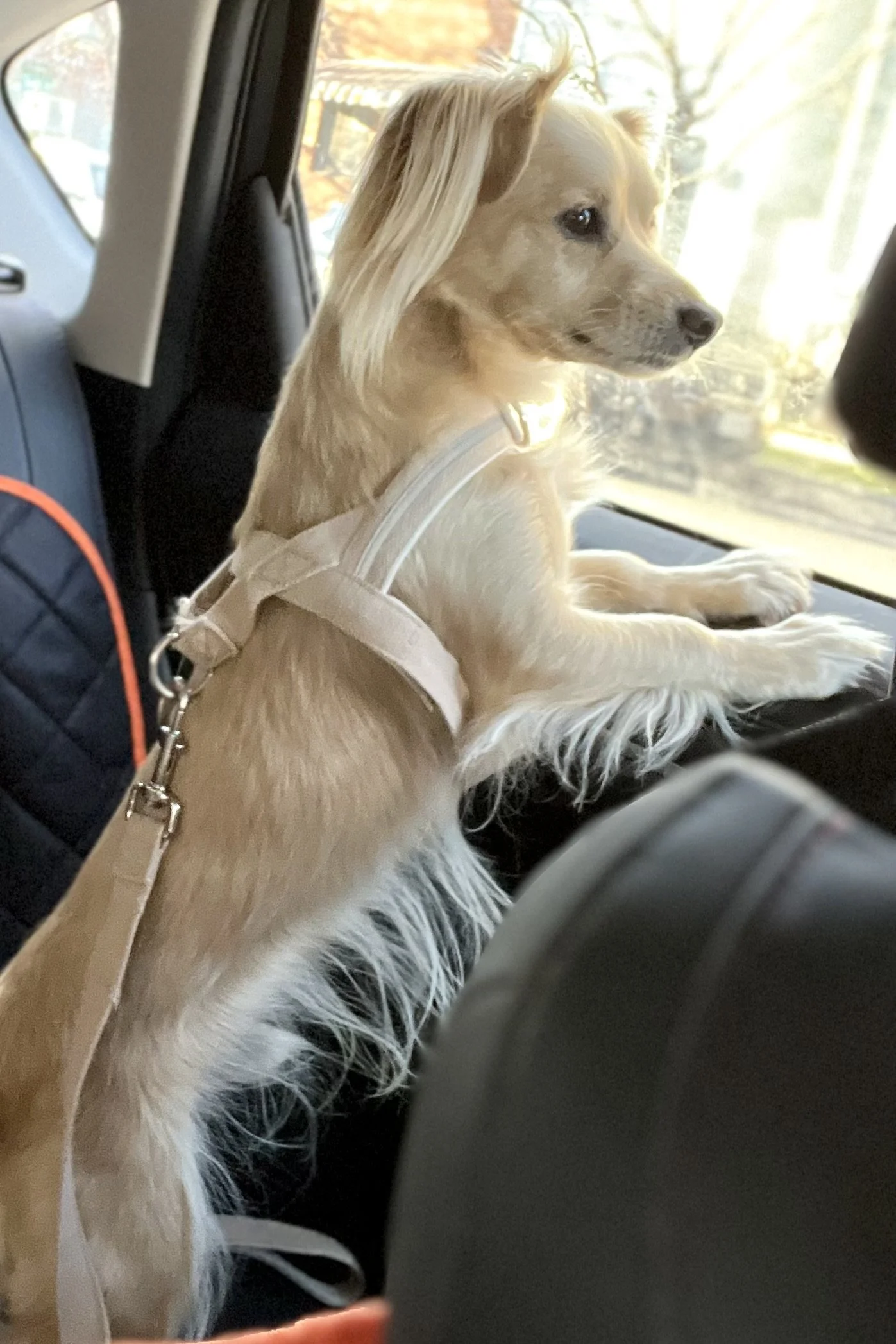 Dog Travel Essentials for Small Dogs: What You Really Need for Day Trips &amp; Road Trips