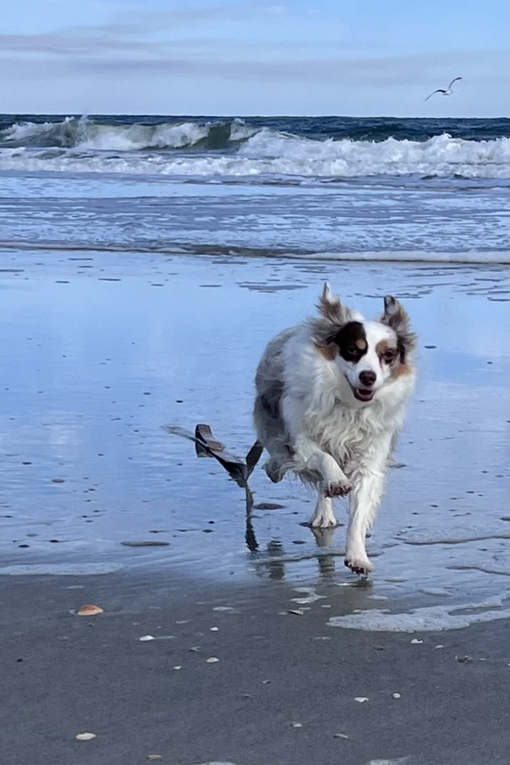 7 Things I No Longer Do When Traveling With My Small Dogs