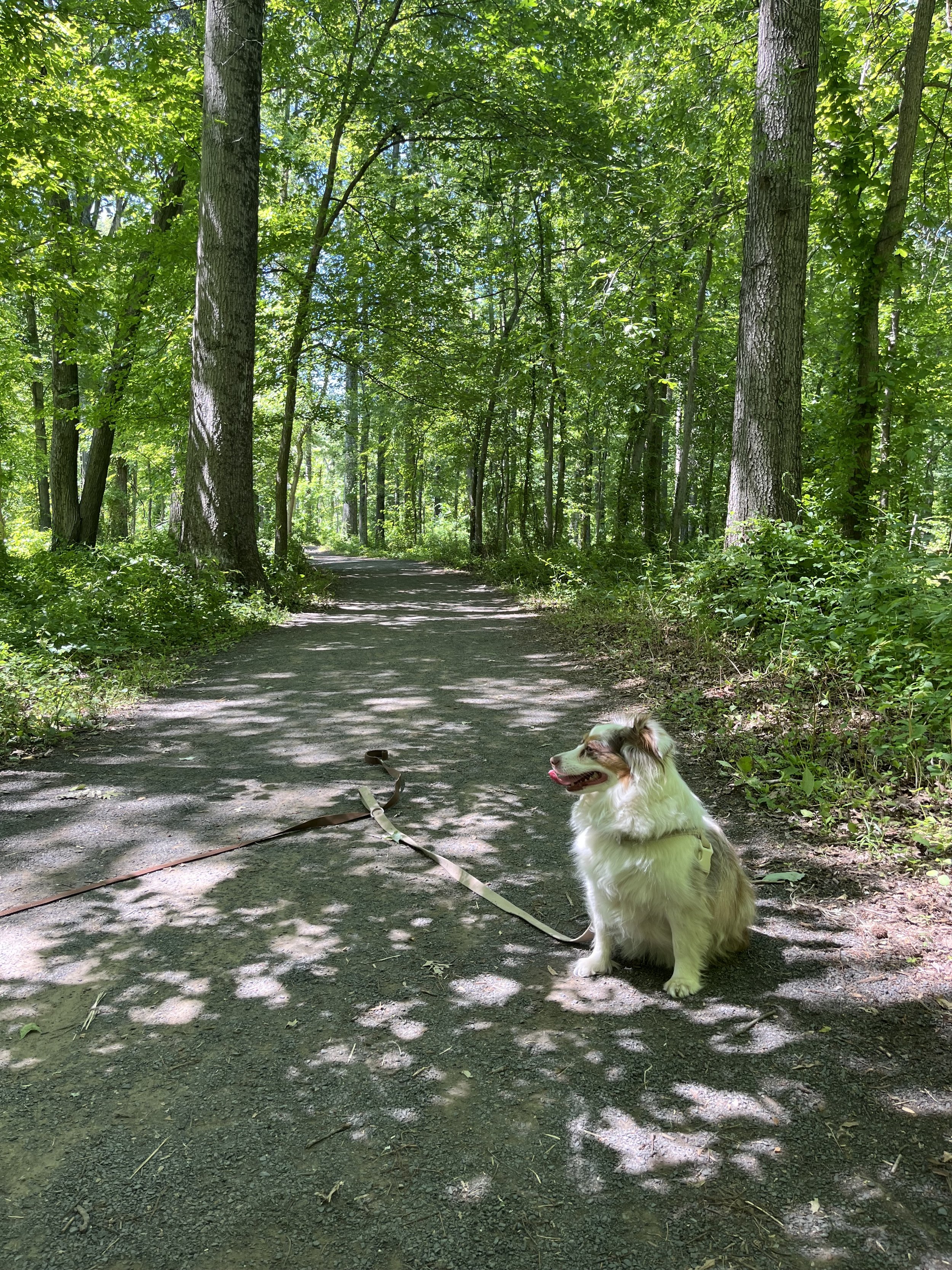 5 Dog-Friendly Places Near Washington, DC We Keep Coming Back To