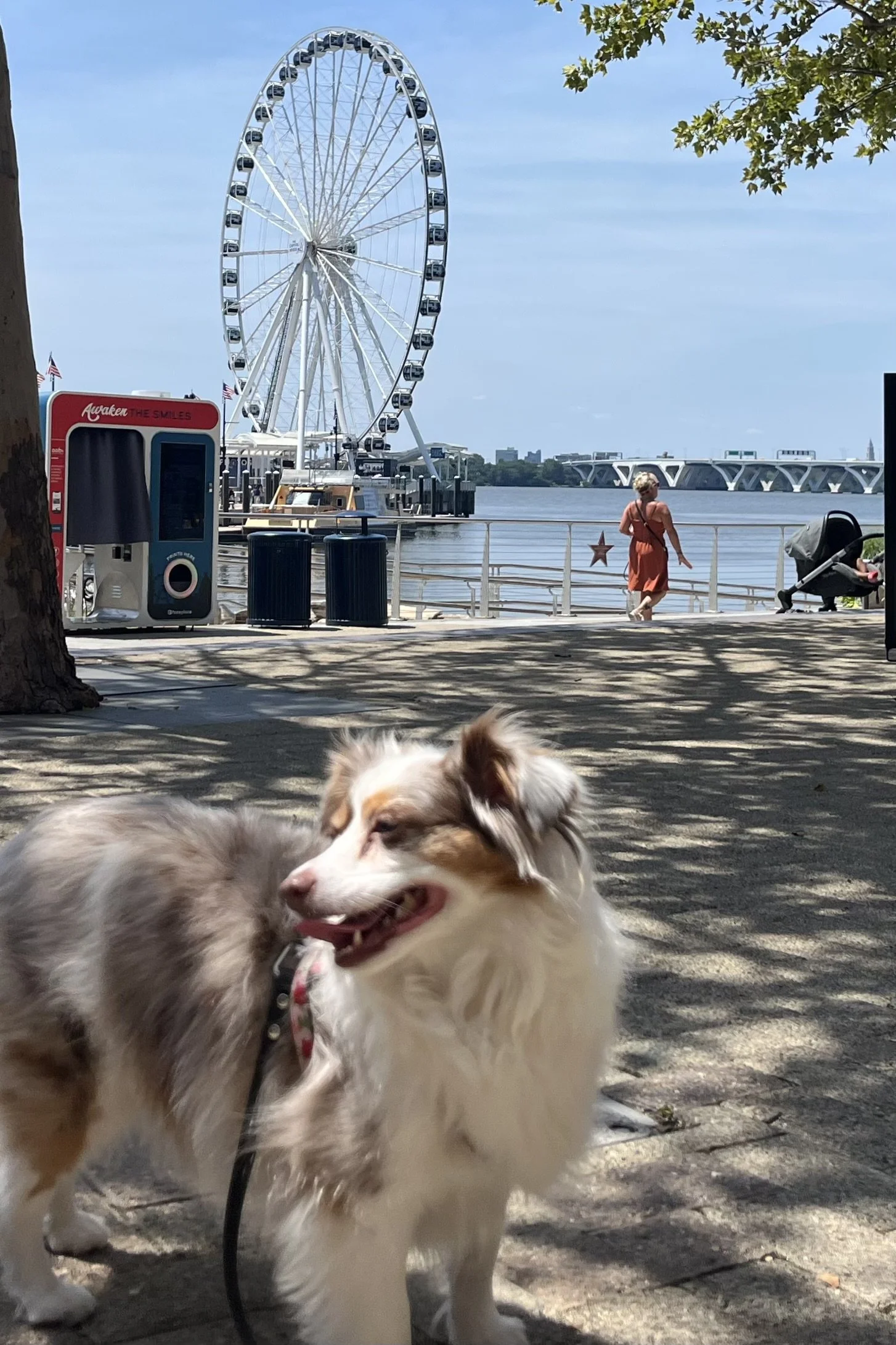 National Harbor With Small Dogs: How We Like to Spend an Afternoon